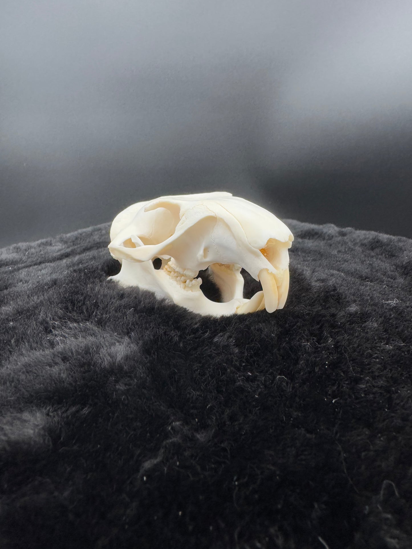 Woodchuck skull