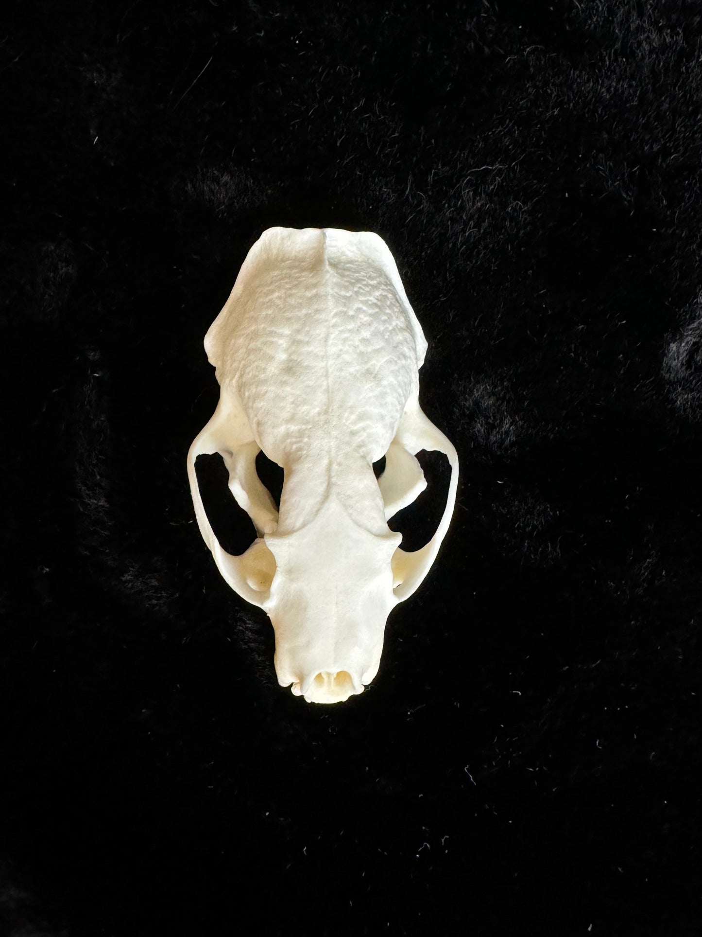 American Mink Skull