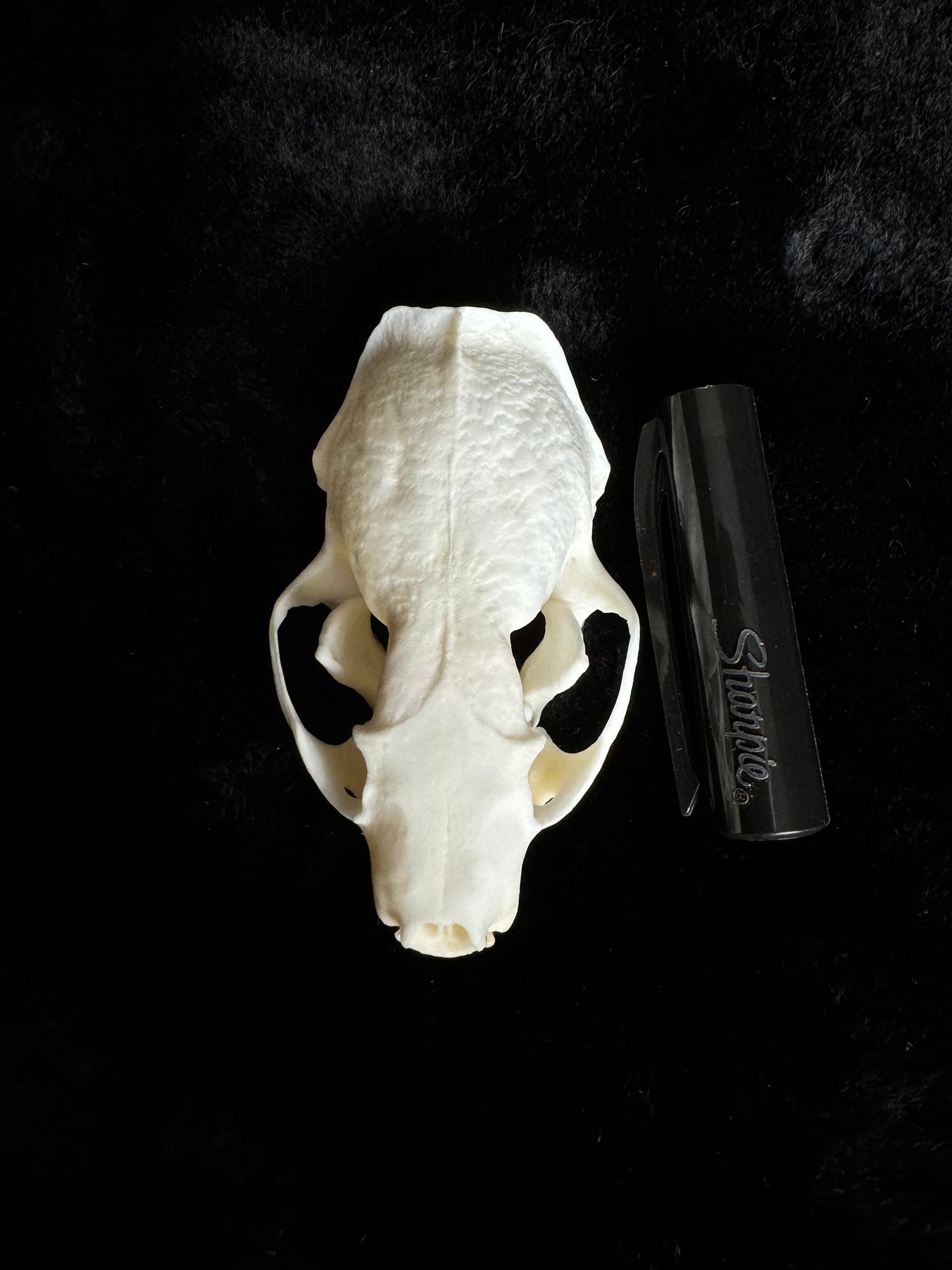 American Mink Skull