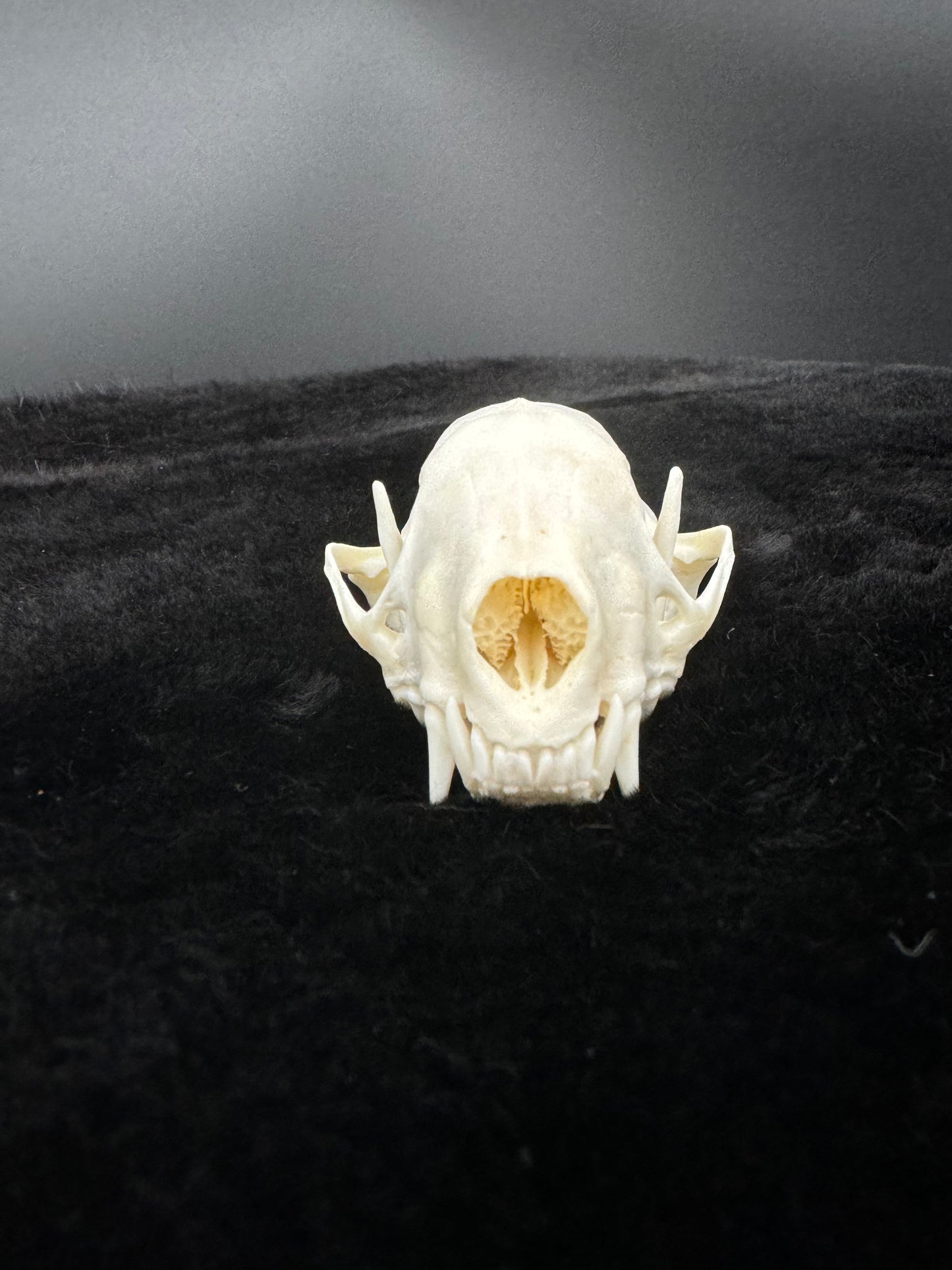 Striped Skunk Skull