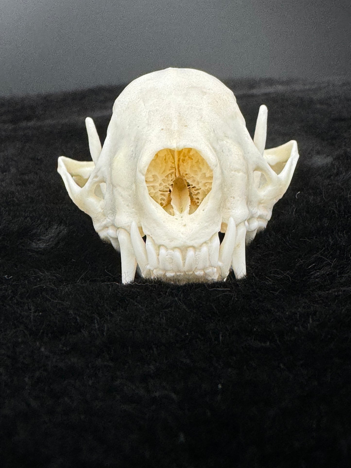 Striped Skunk Skull