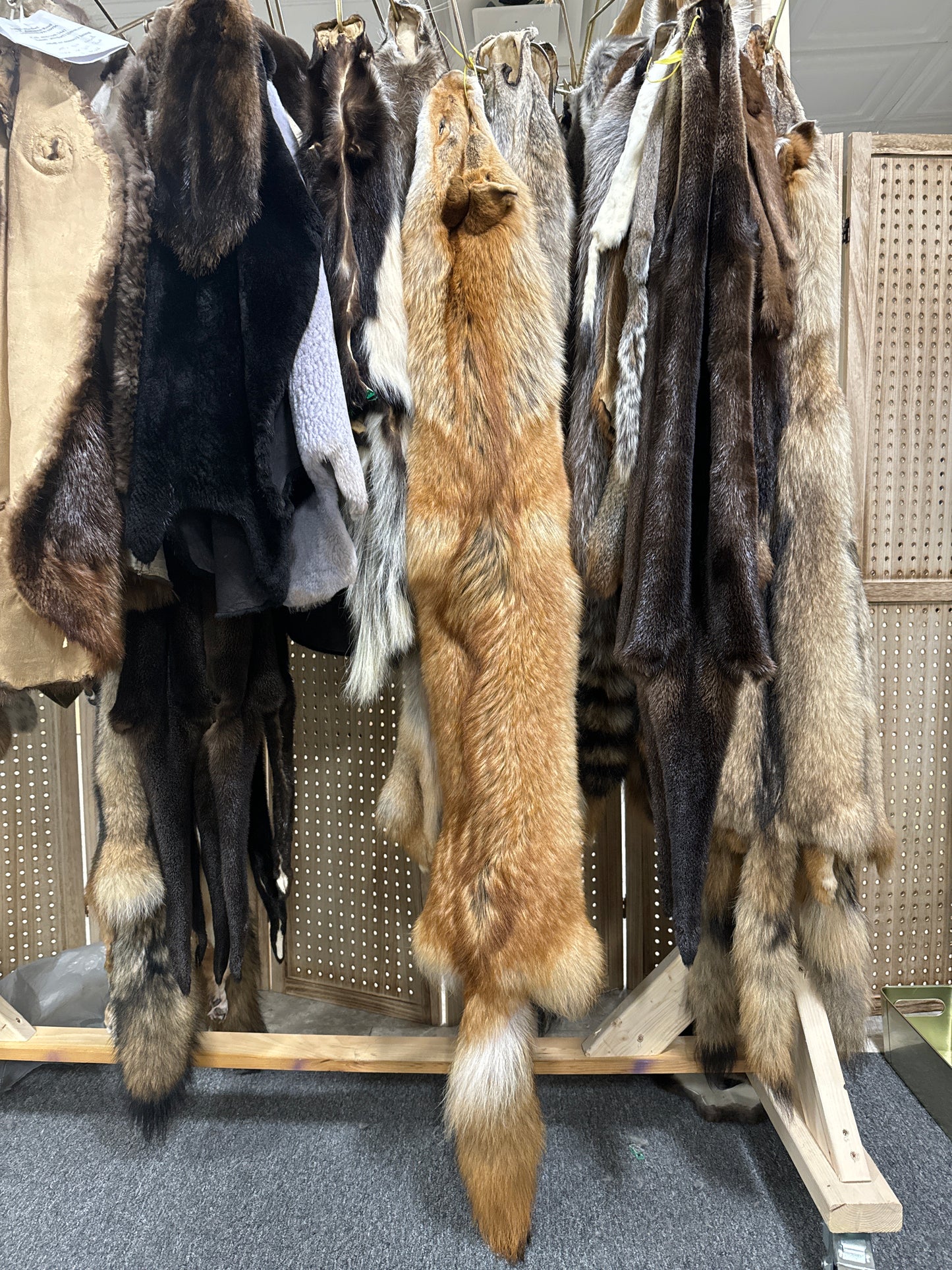 Premium Eastern Coyote Pelt