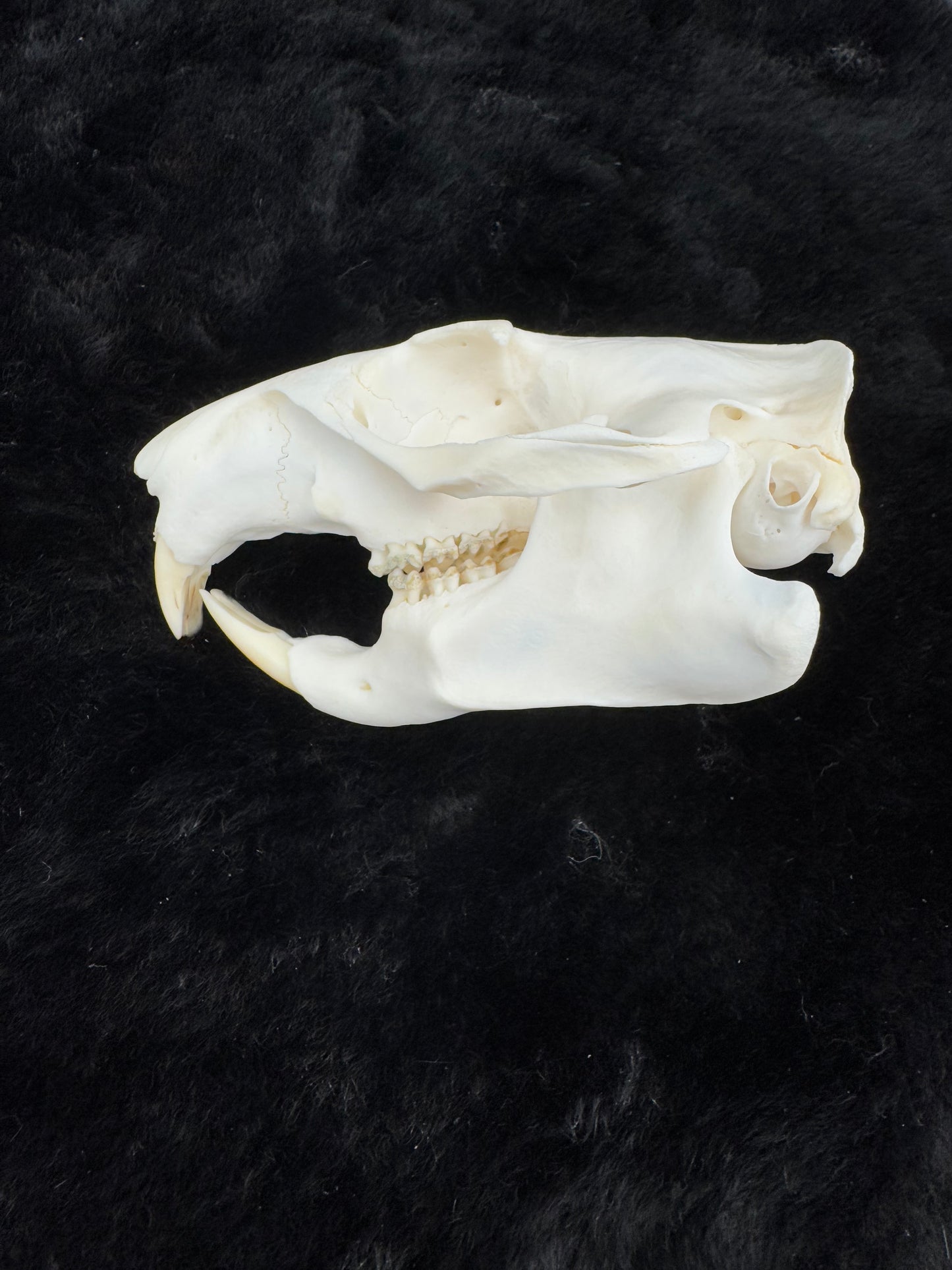 Woodchuck skull