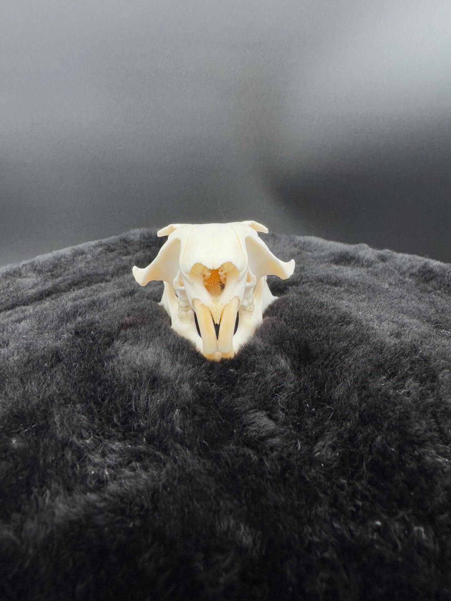 Woodchuck skull