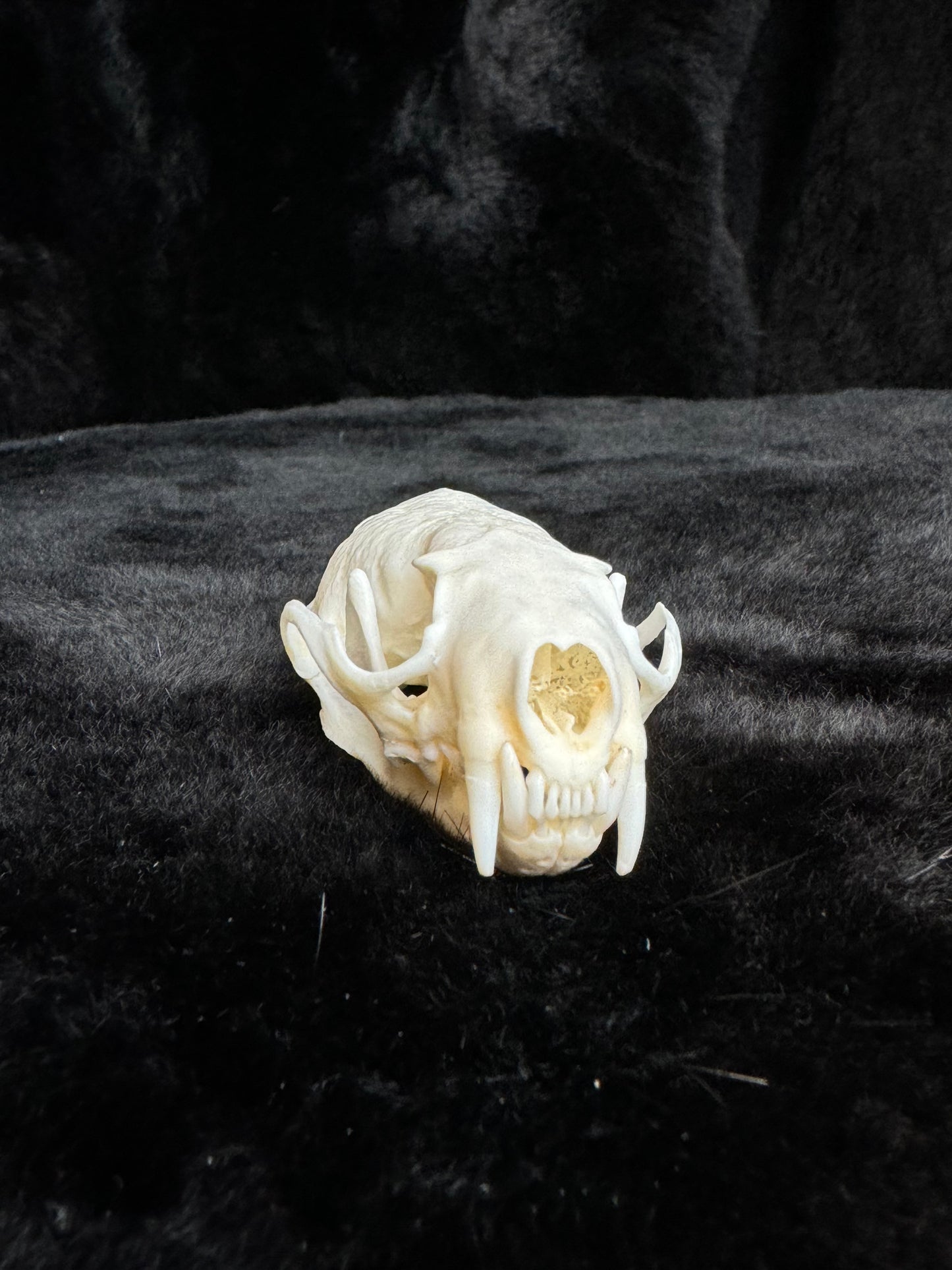 American Mink Skull