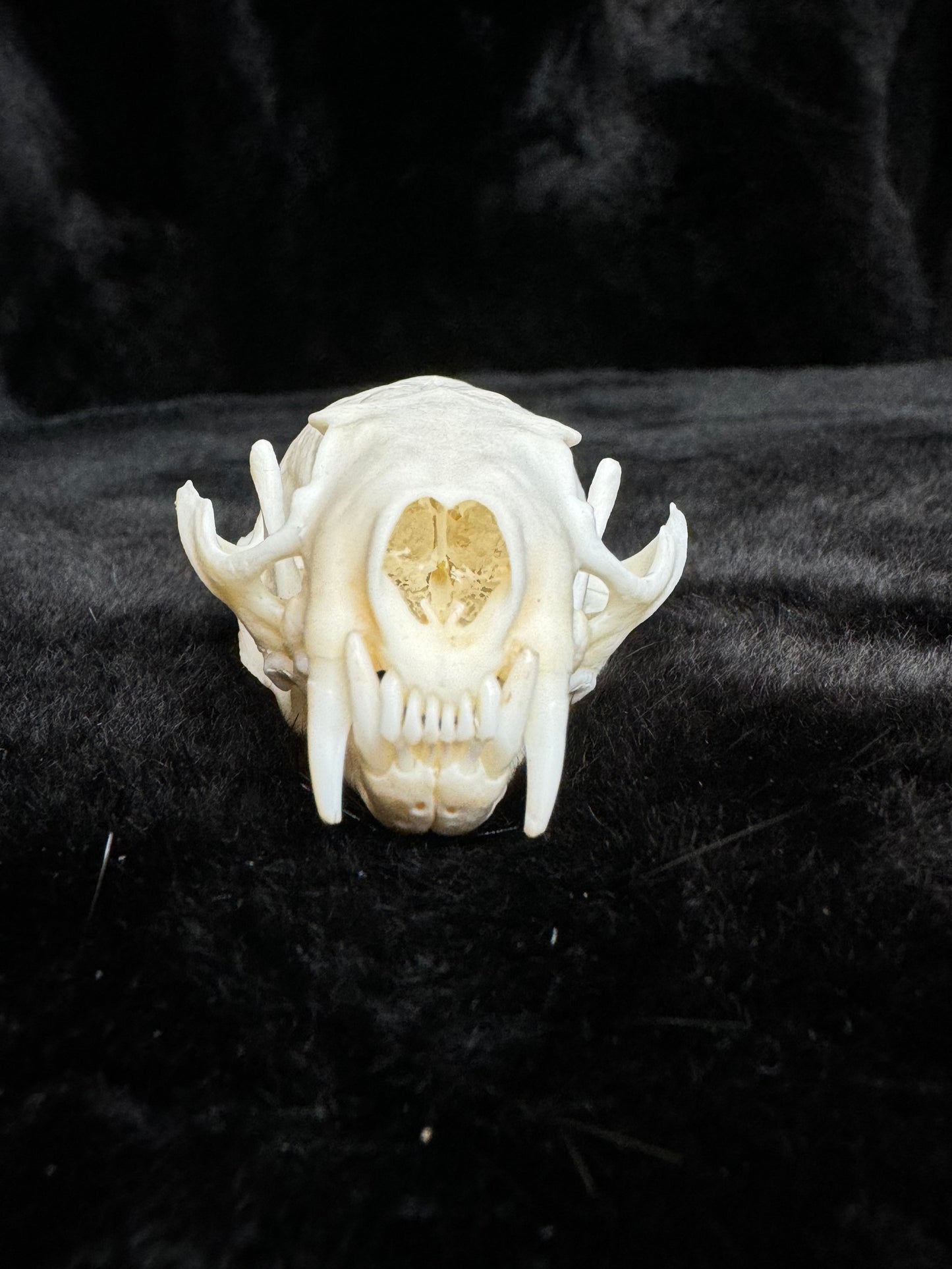 American Mink Skull