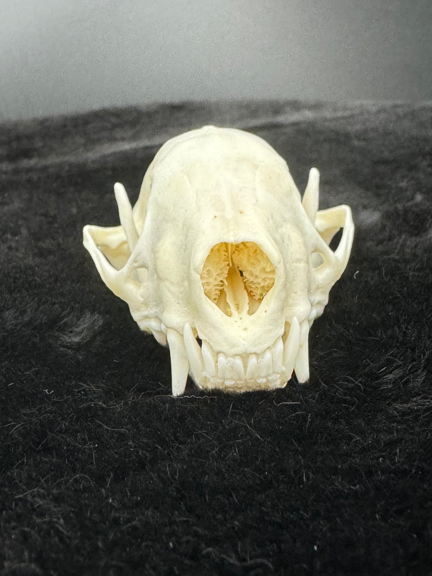 Striped Skunk Skull
