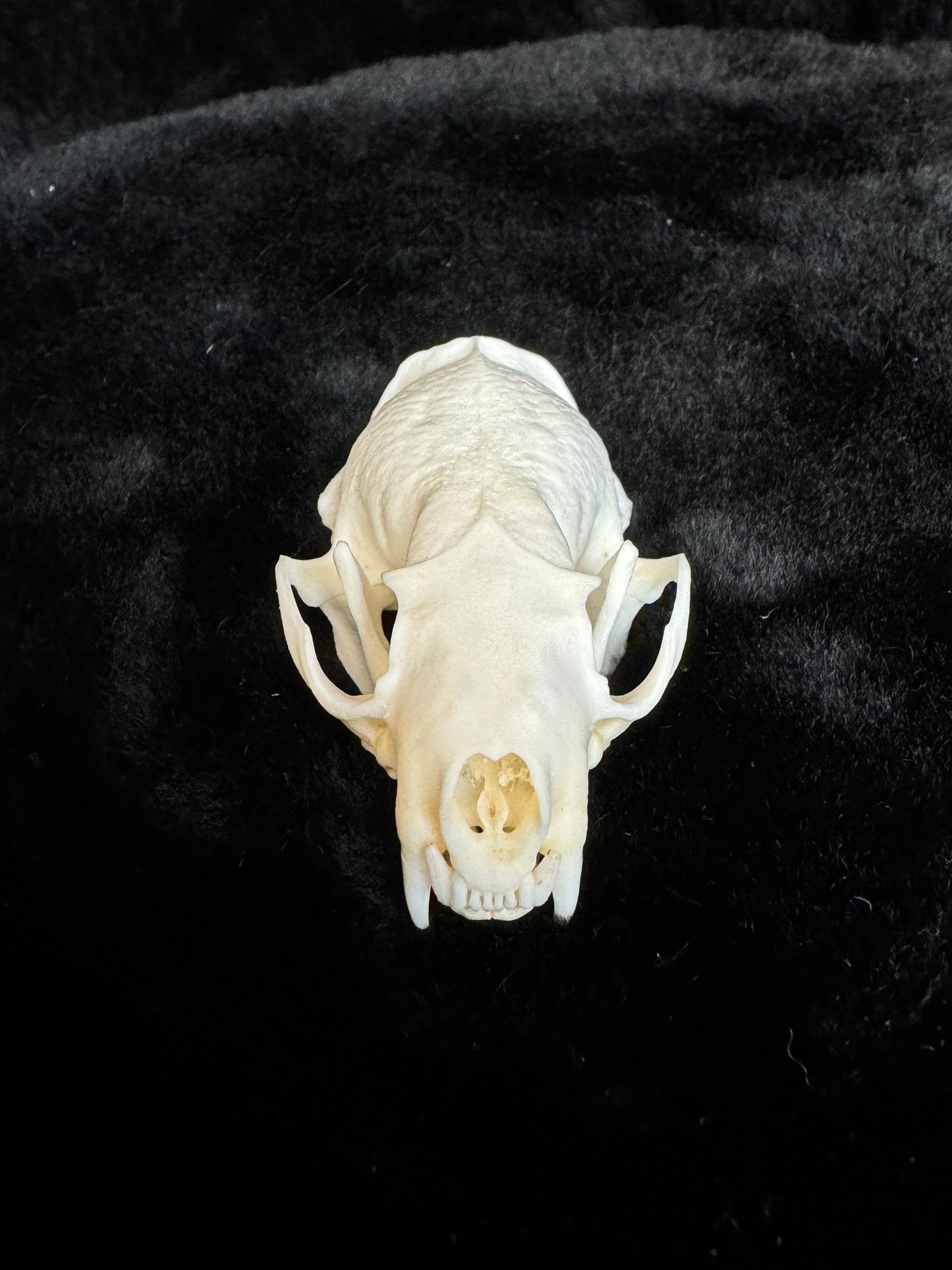 American Mink Skull