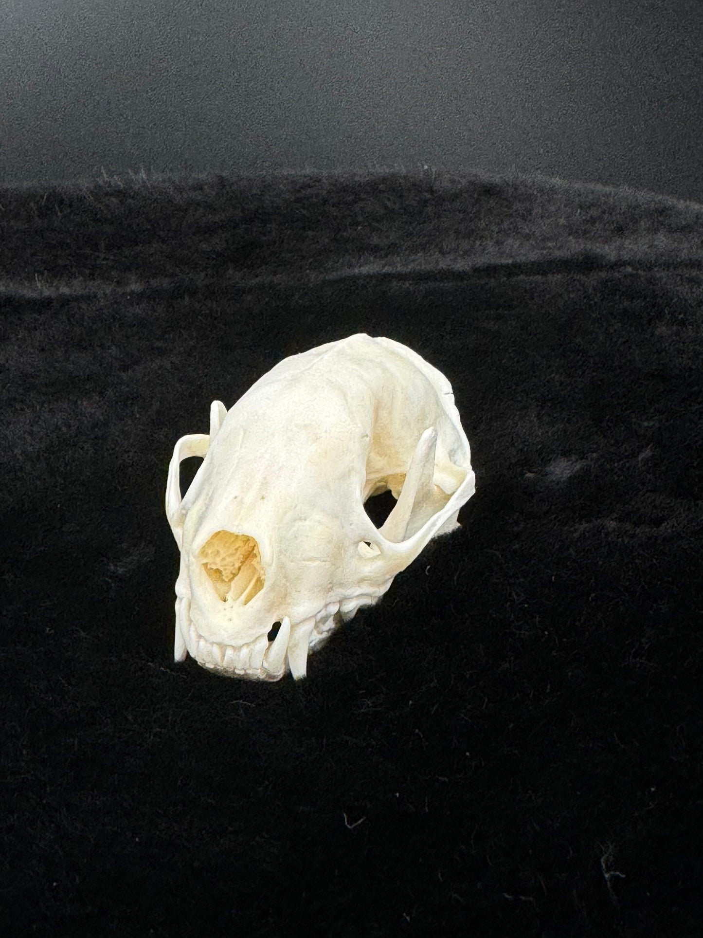 Striped Skunk Skull