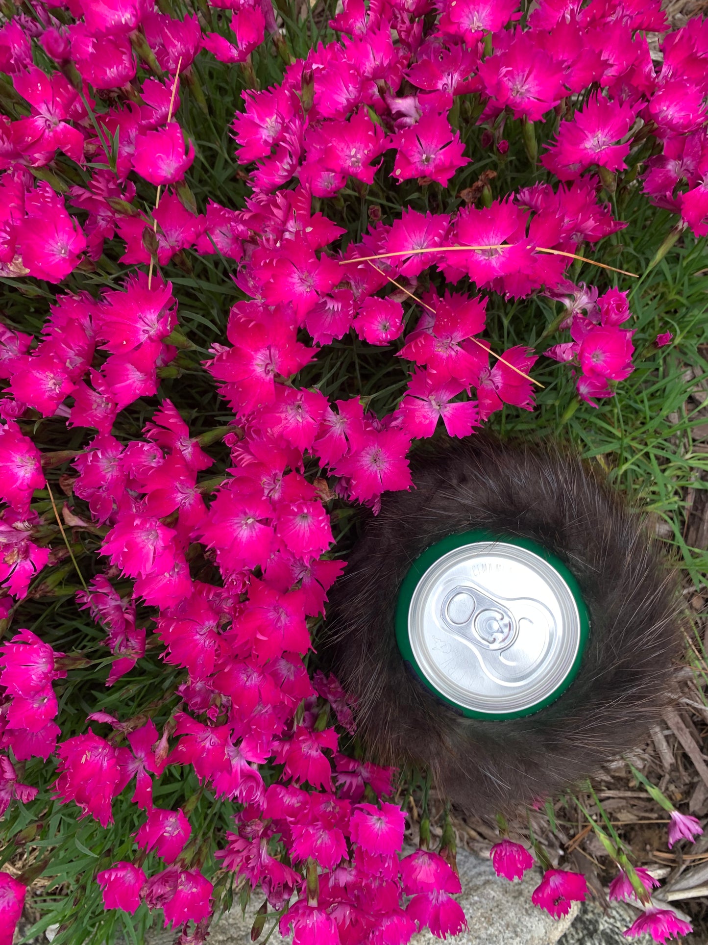 Beaver Beverage Holder