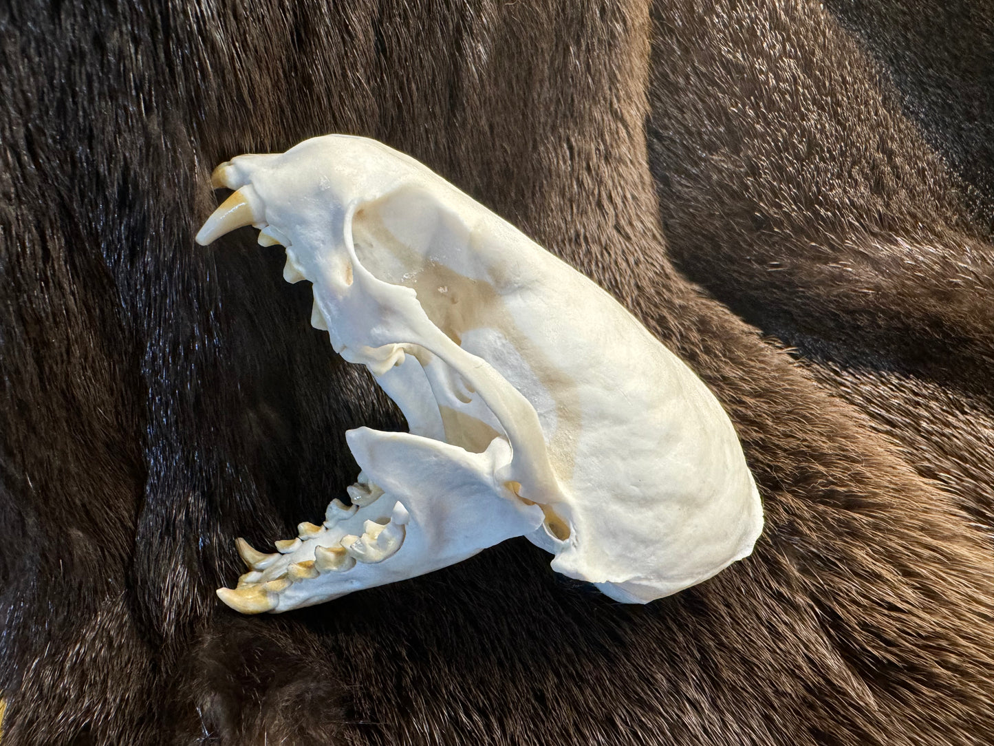 Otter skull