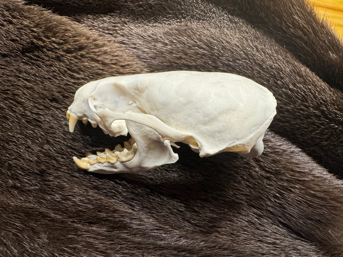 Otter skull