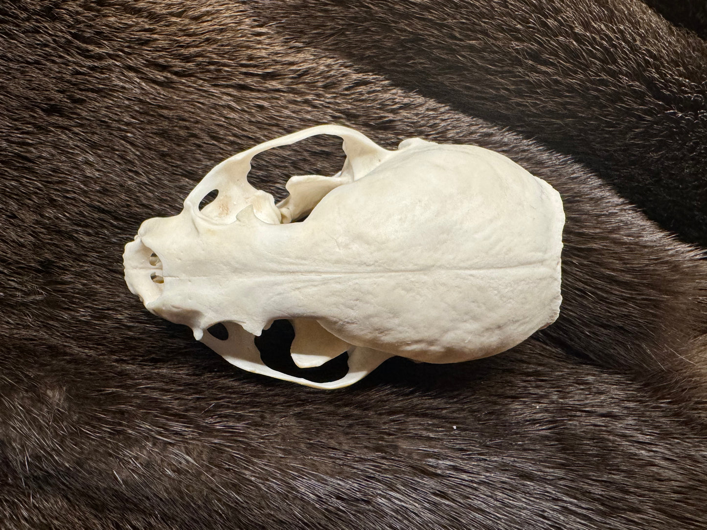 Otter skull