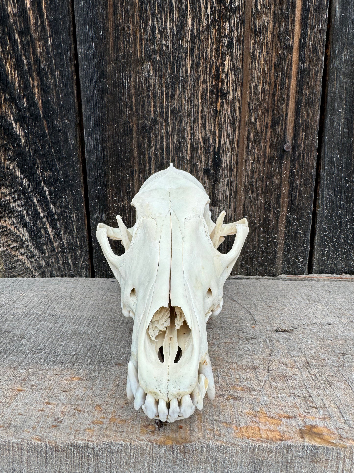 Eastern Coyote Skull