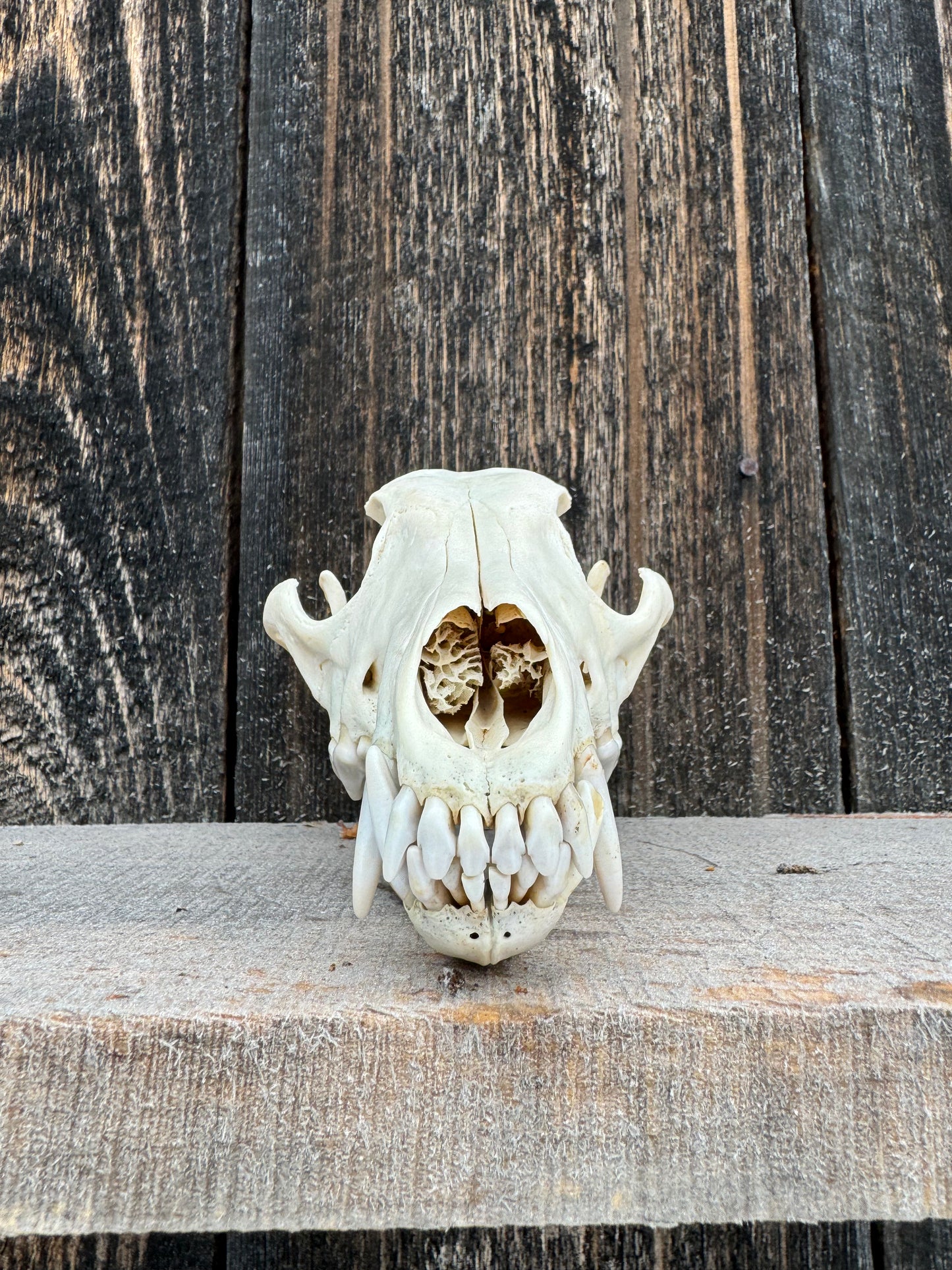 Eastern Coyote Skull