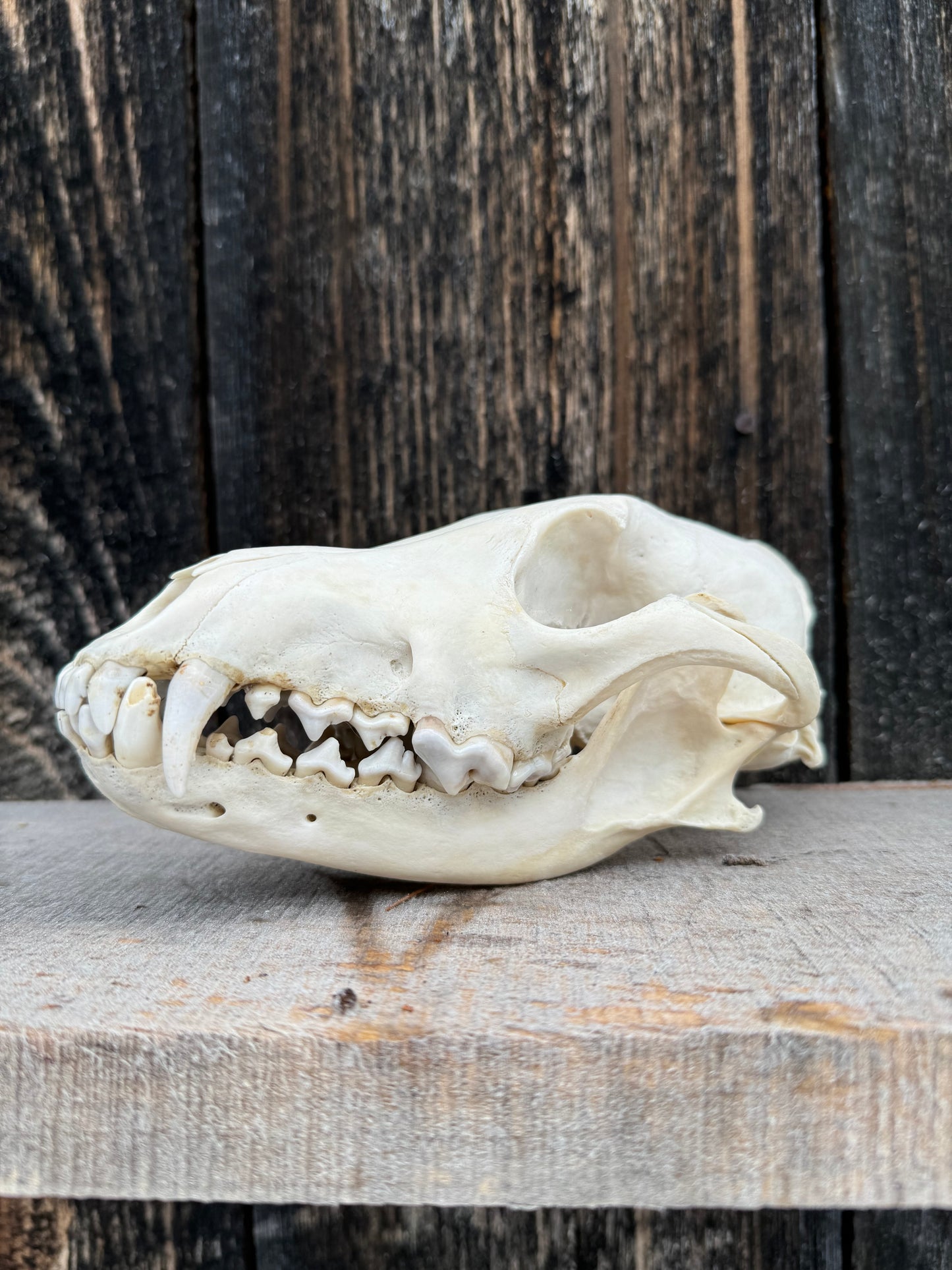Eastern Coyote Skull