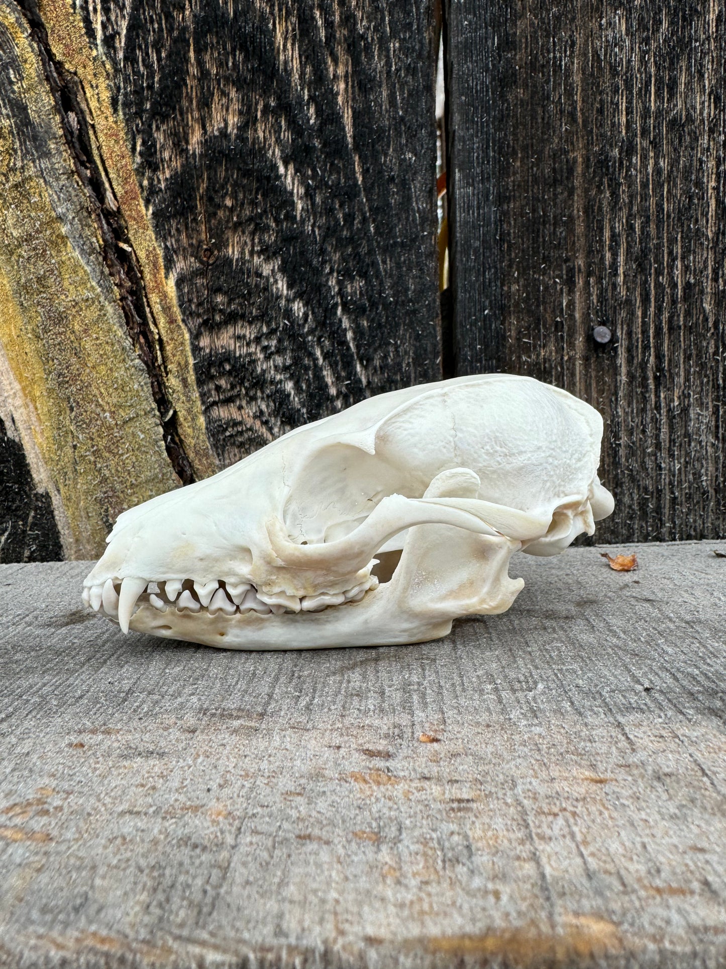 Gray Fox Skull