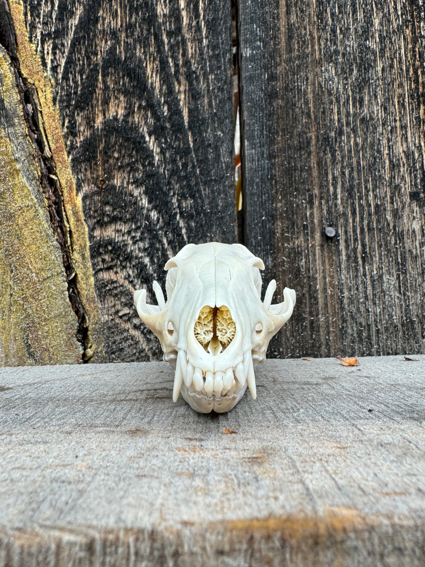 Gray Fox Skull