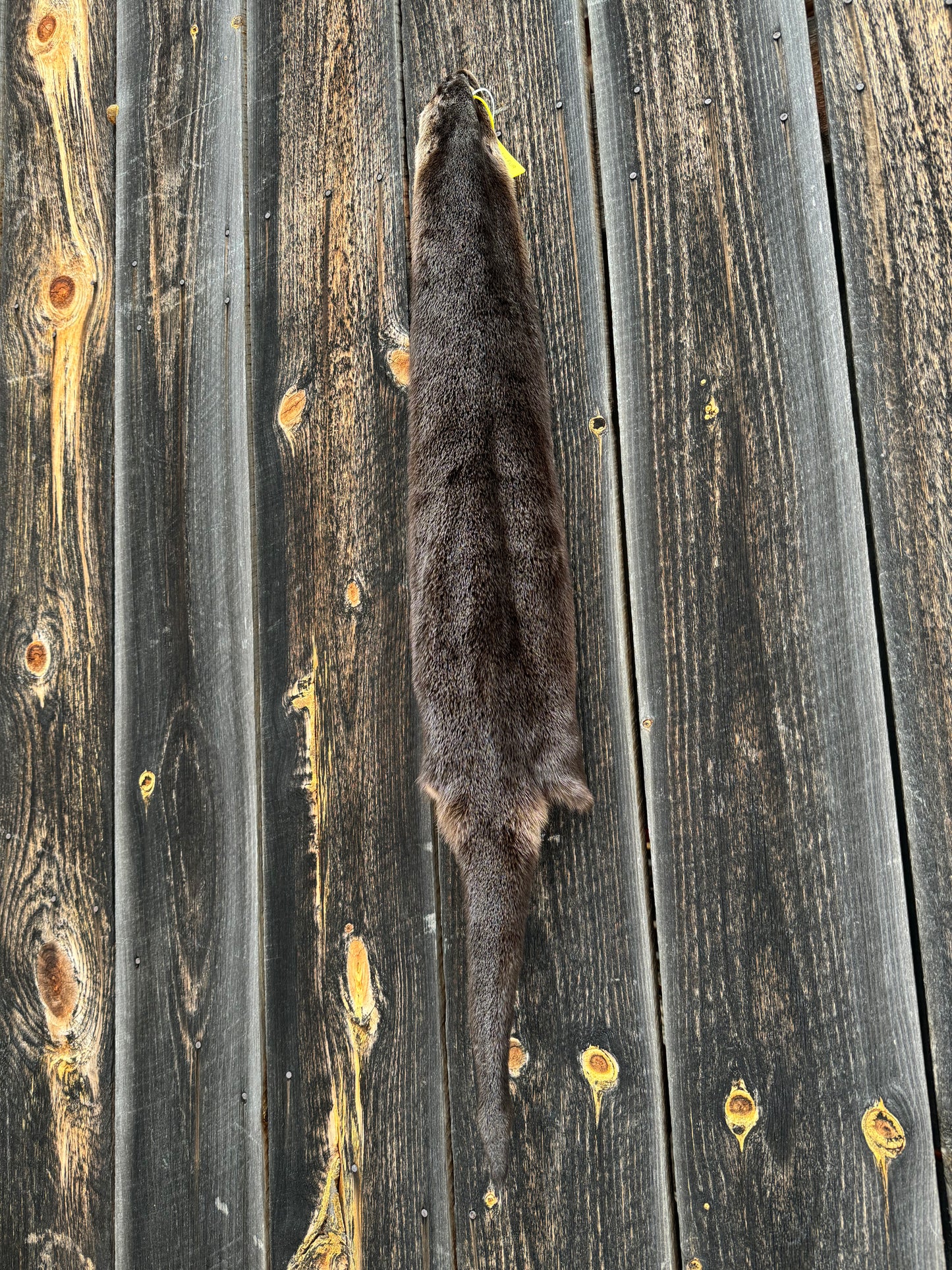 Premium Otter Pelt