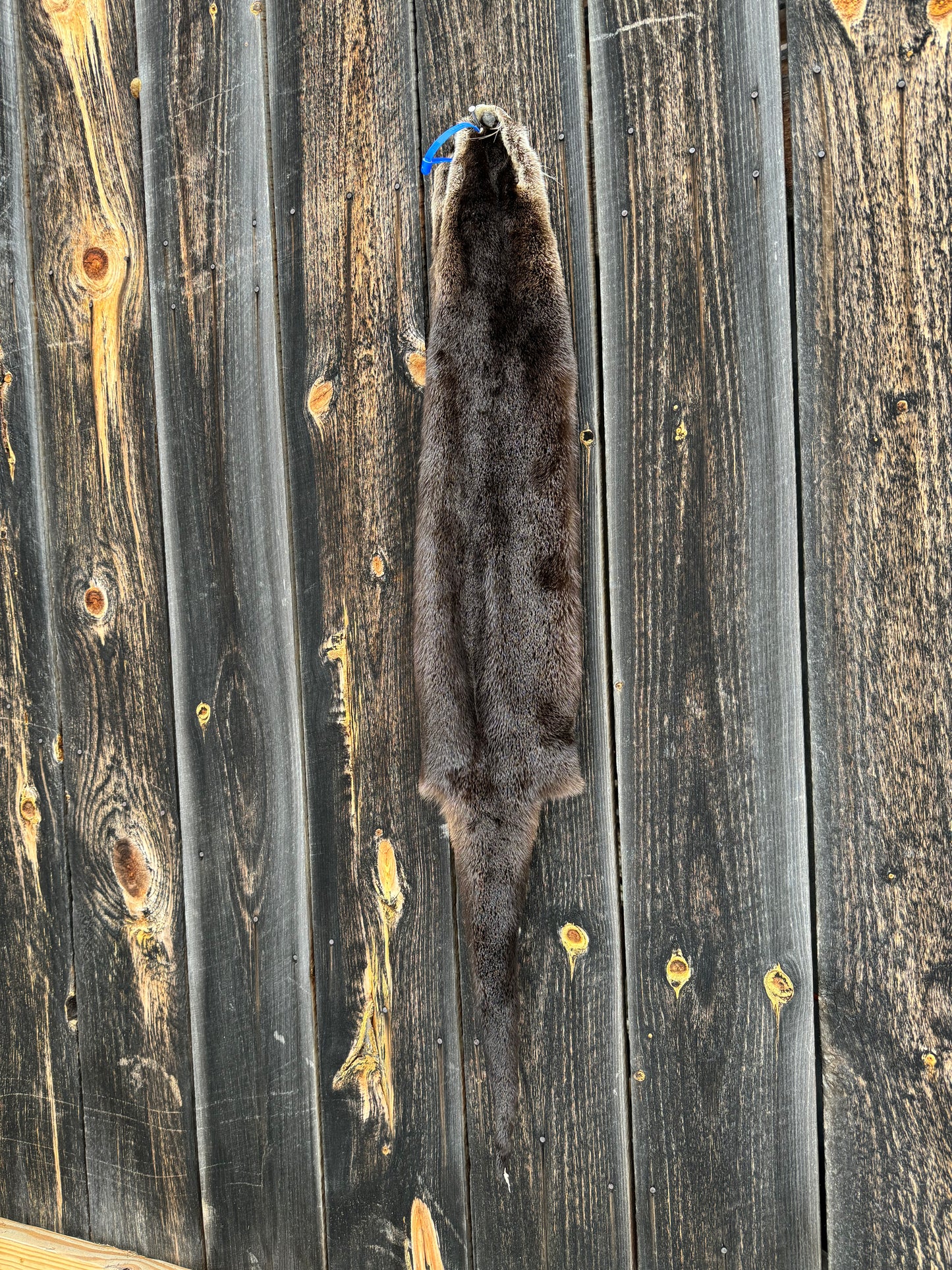 Premium Otter Pelt