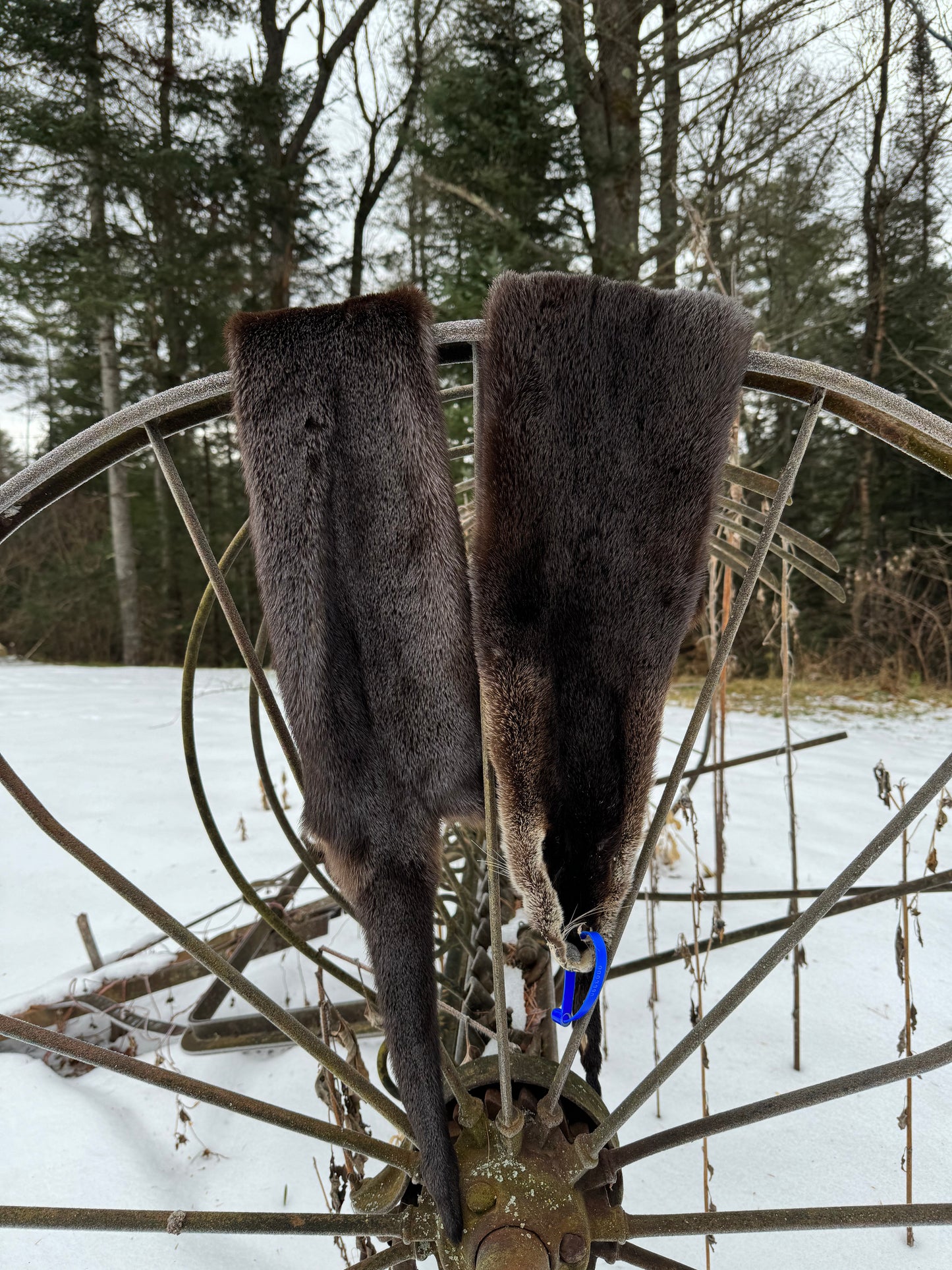 Premium Otter Pelt