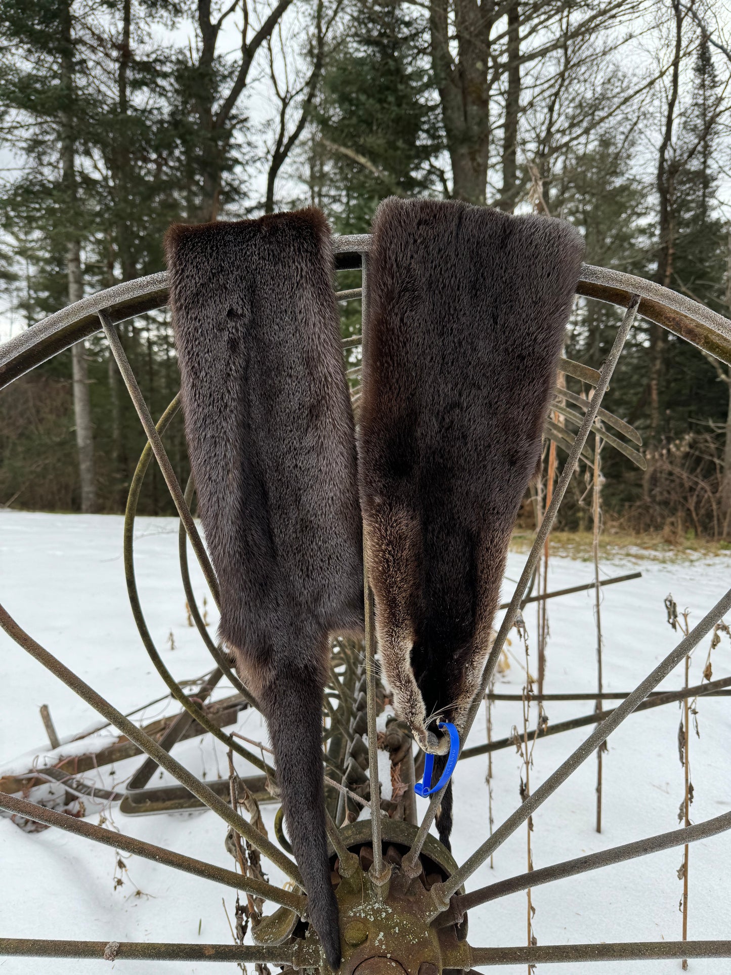 Premium Otter Pelt