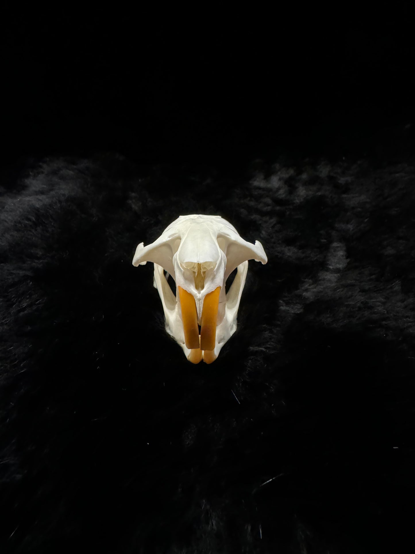 Muskrat skull