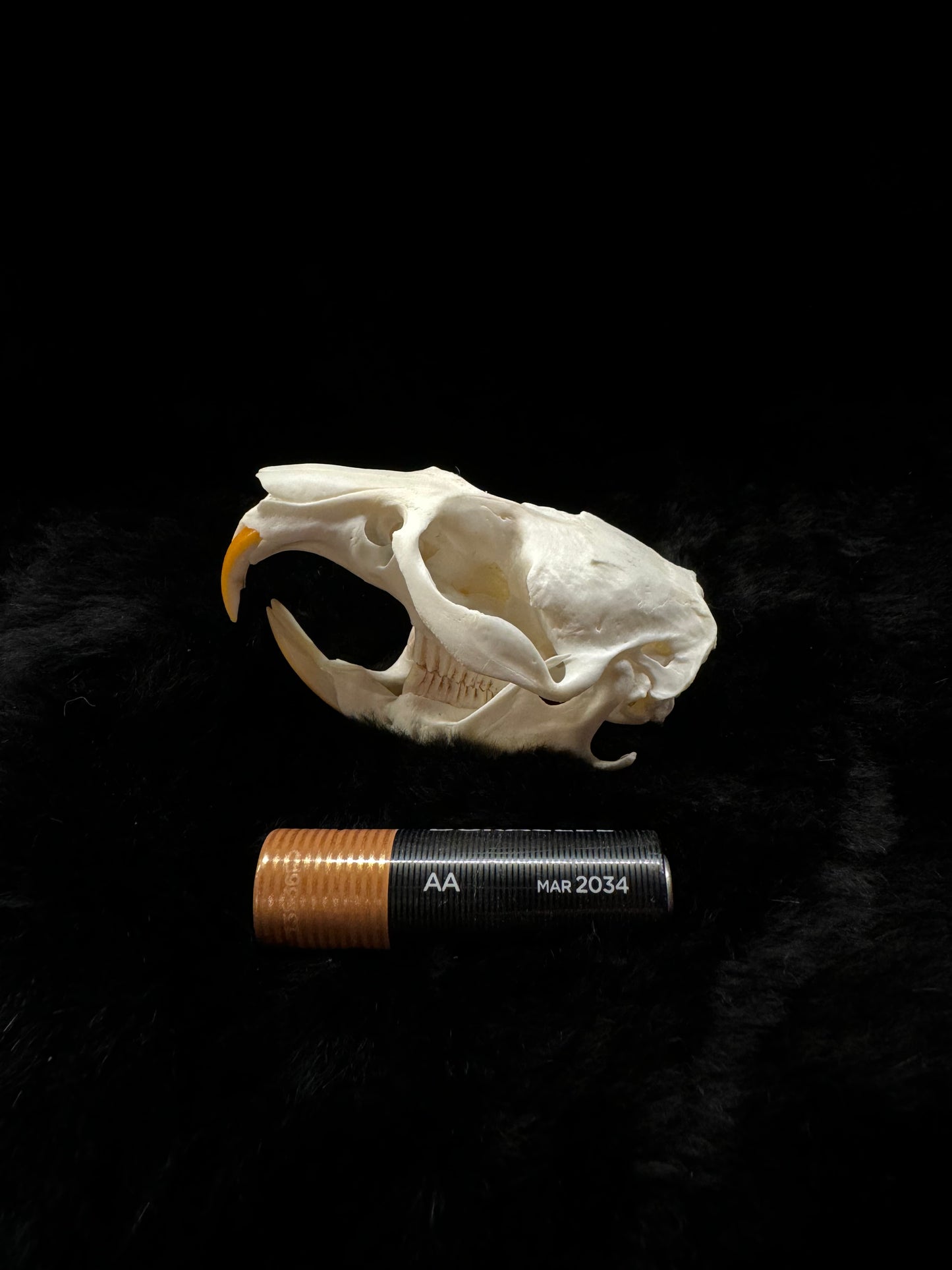 Muskrat skull