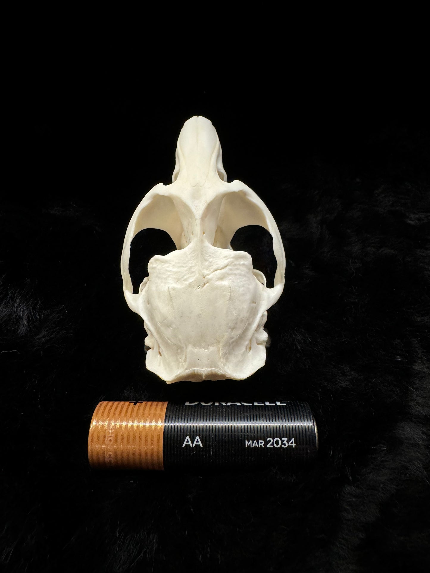 Muskrat skull