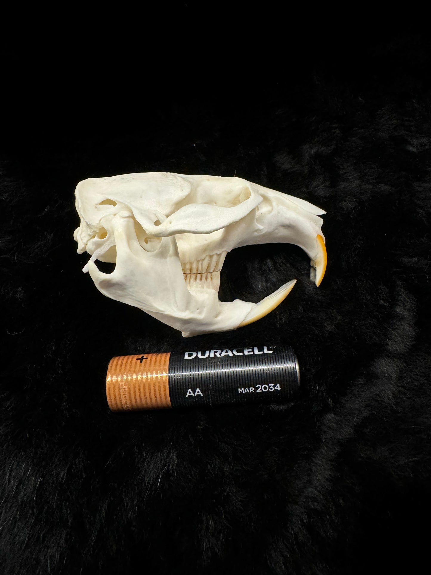 Muskrat skull