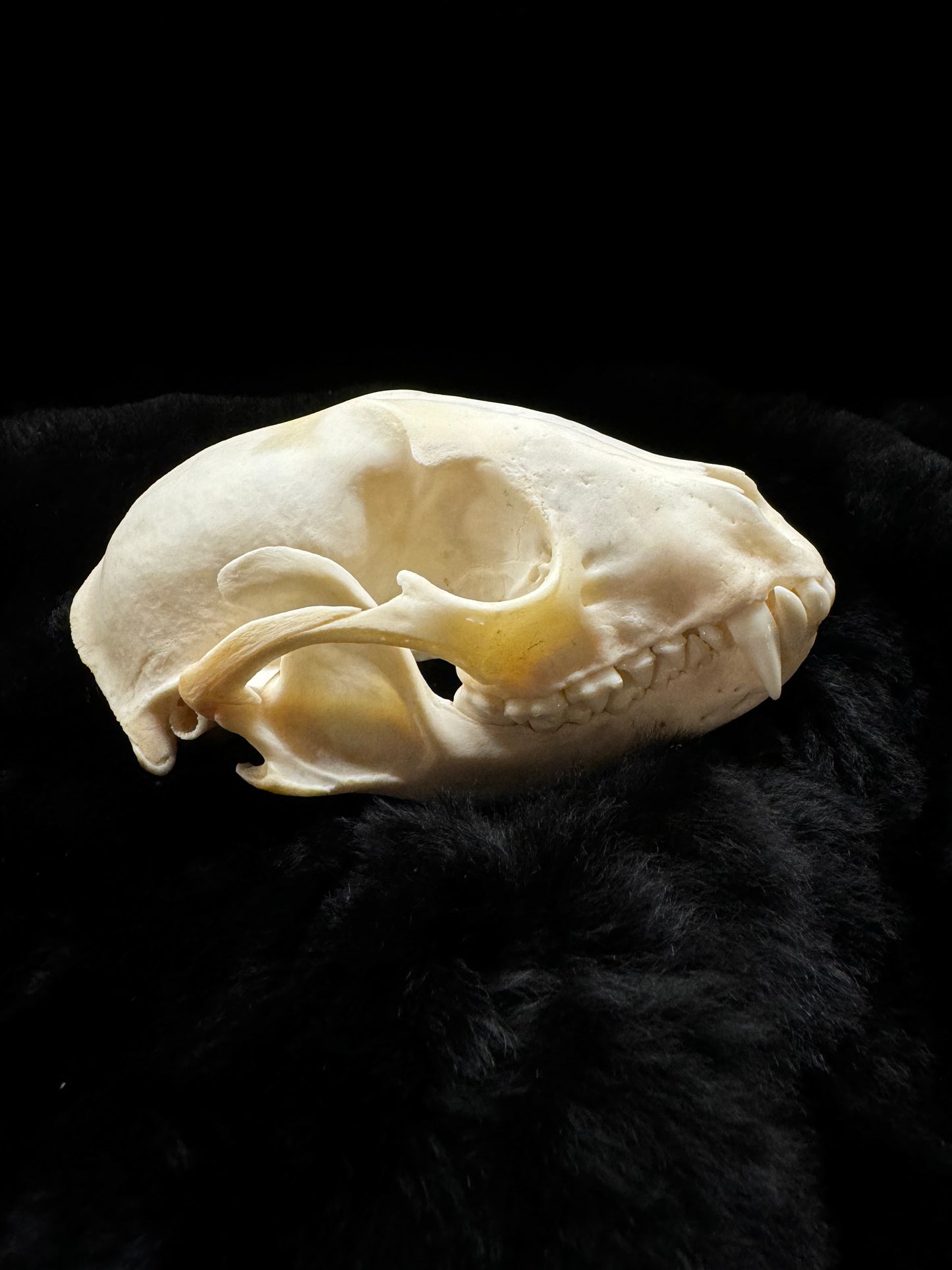 Premium Raccoon Skull