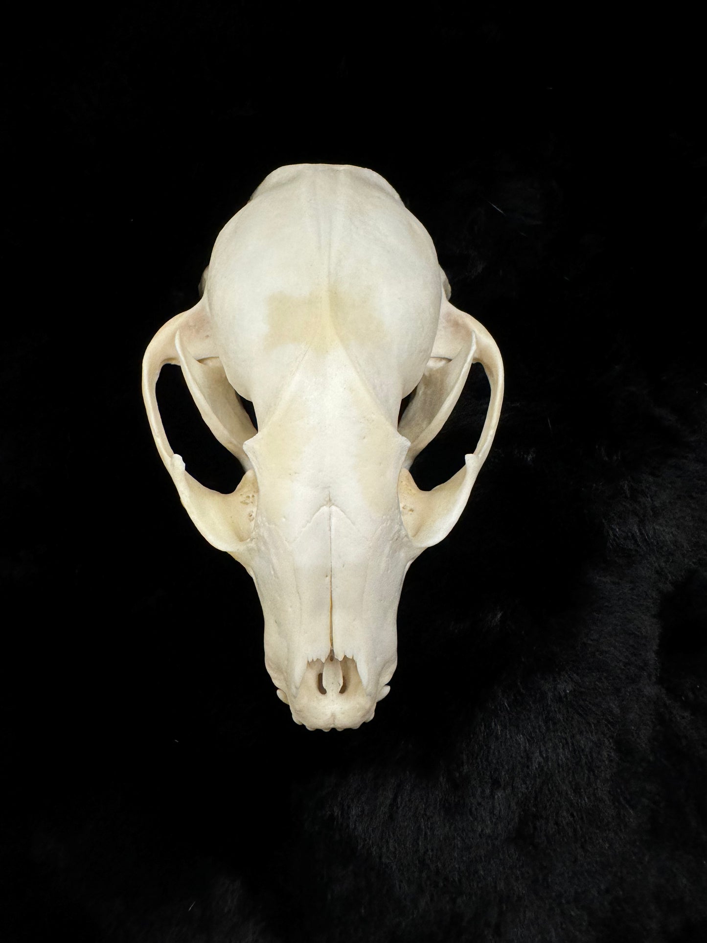 Premium Raccoon Skull