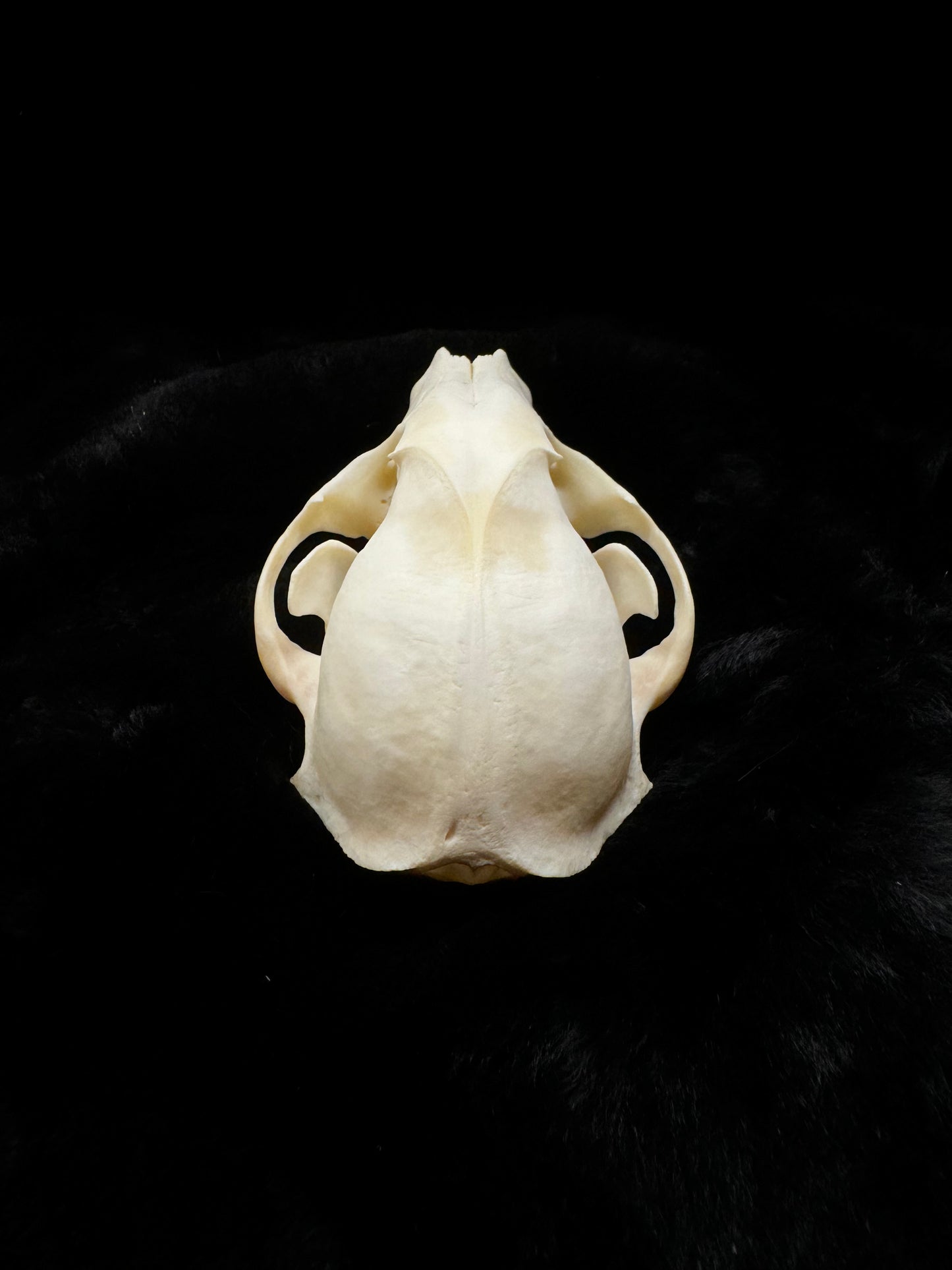Premium Raccoon Skull