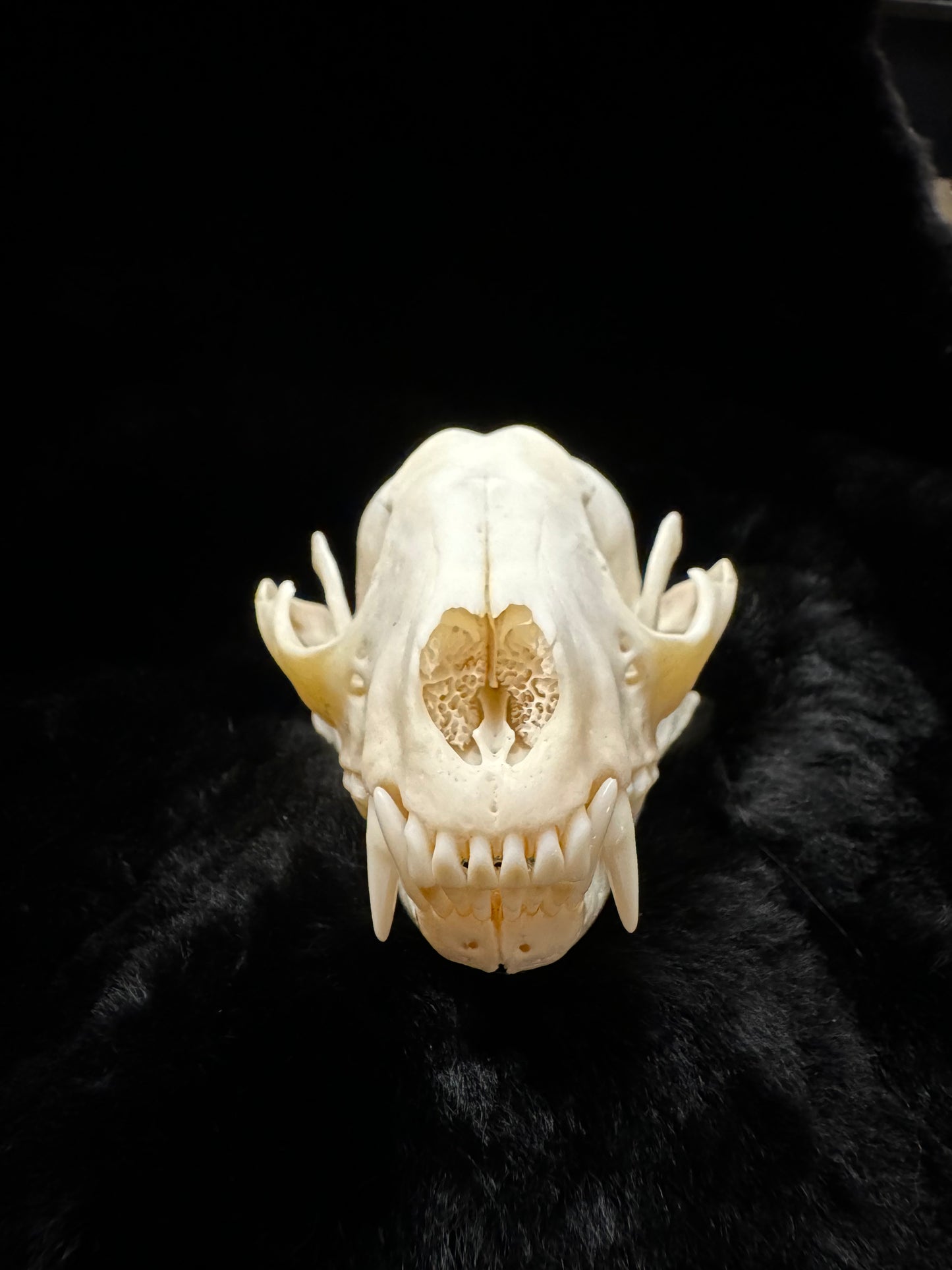 Premium Raccoon Skull