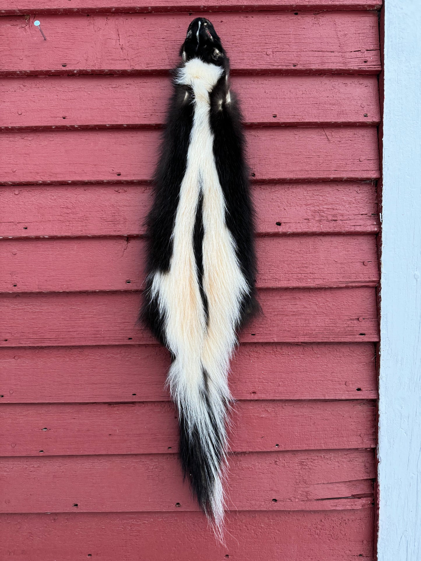 Premium Striped Skunk Pelt