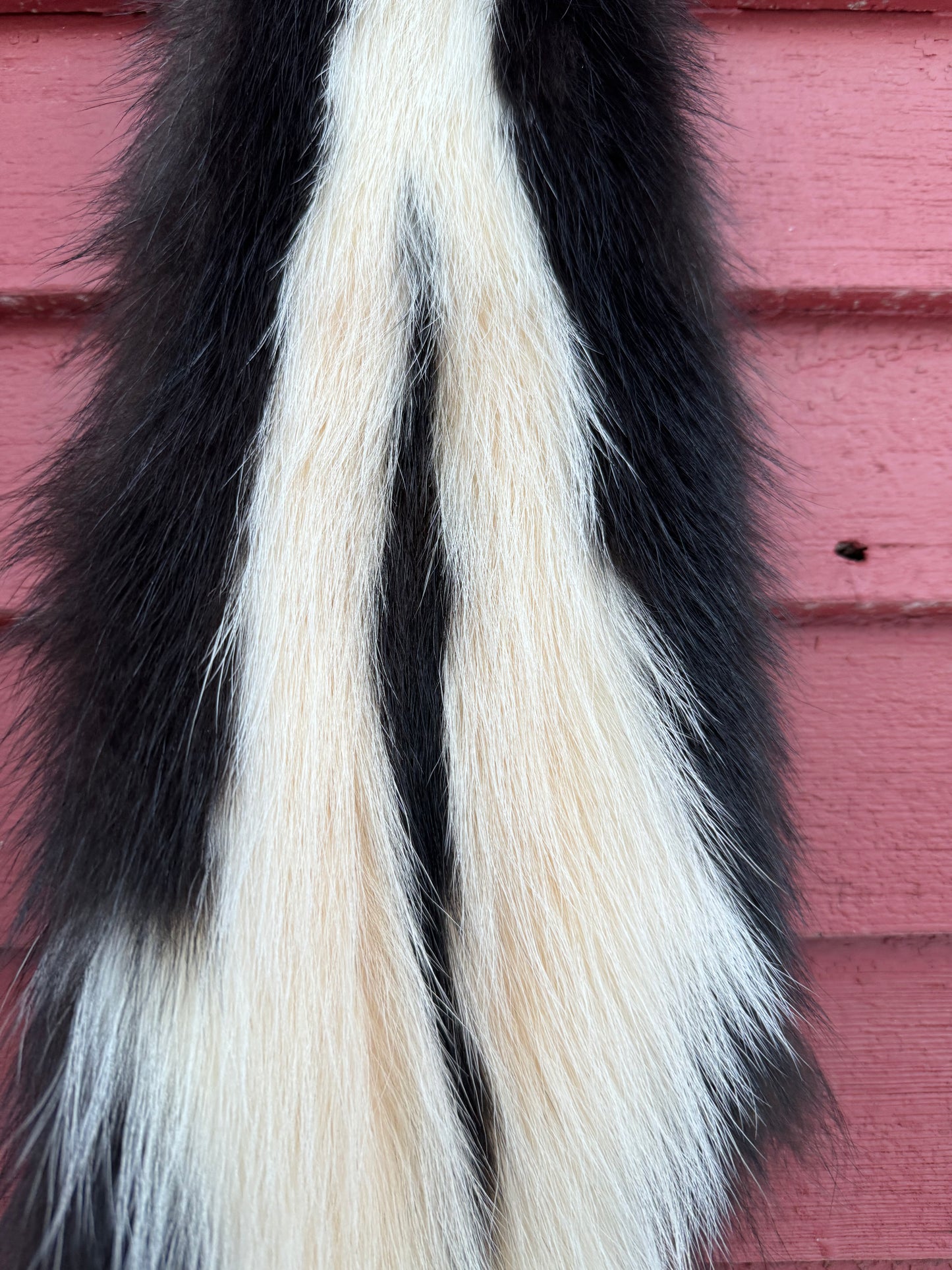 Premium Striped Skunk Pelt