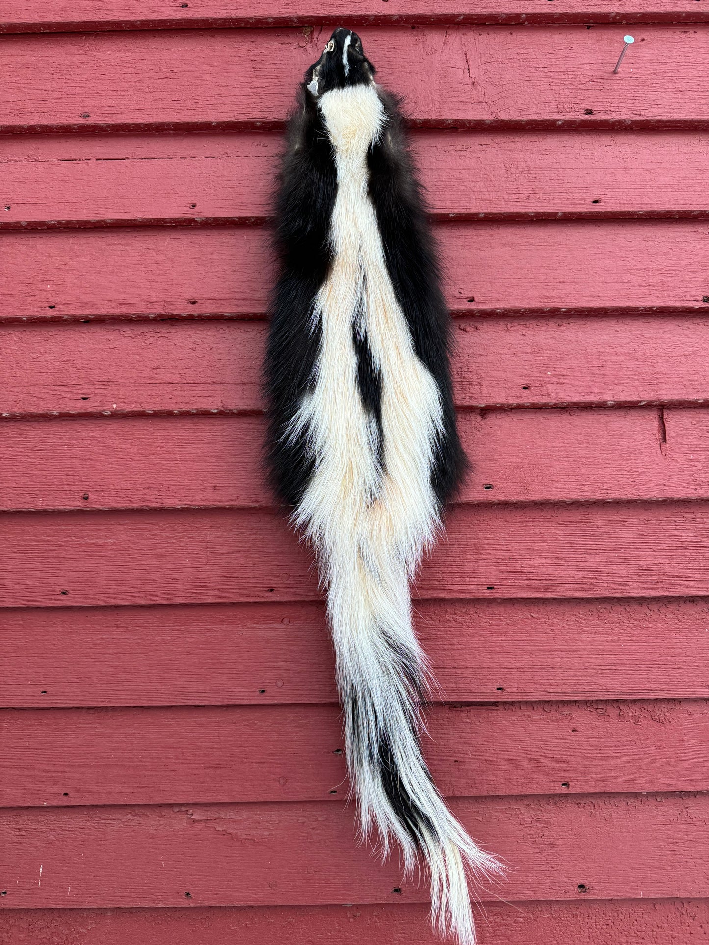 Premium Striped Skunk Pelt
