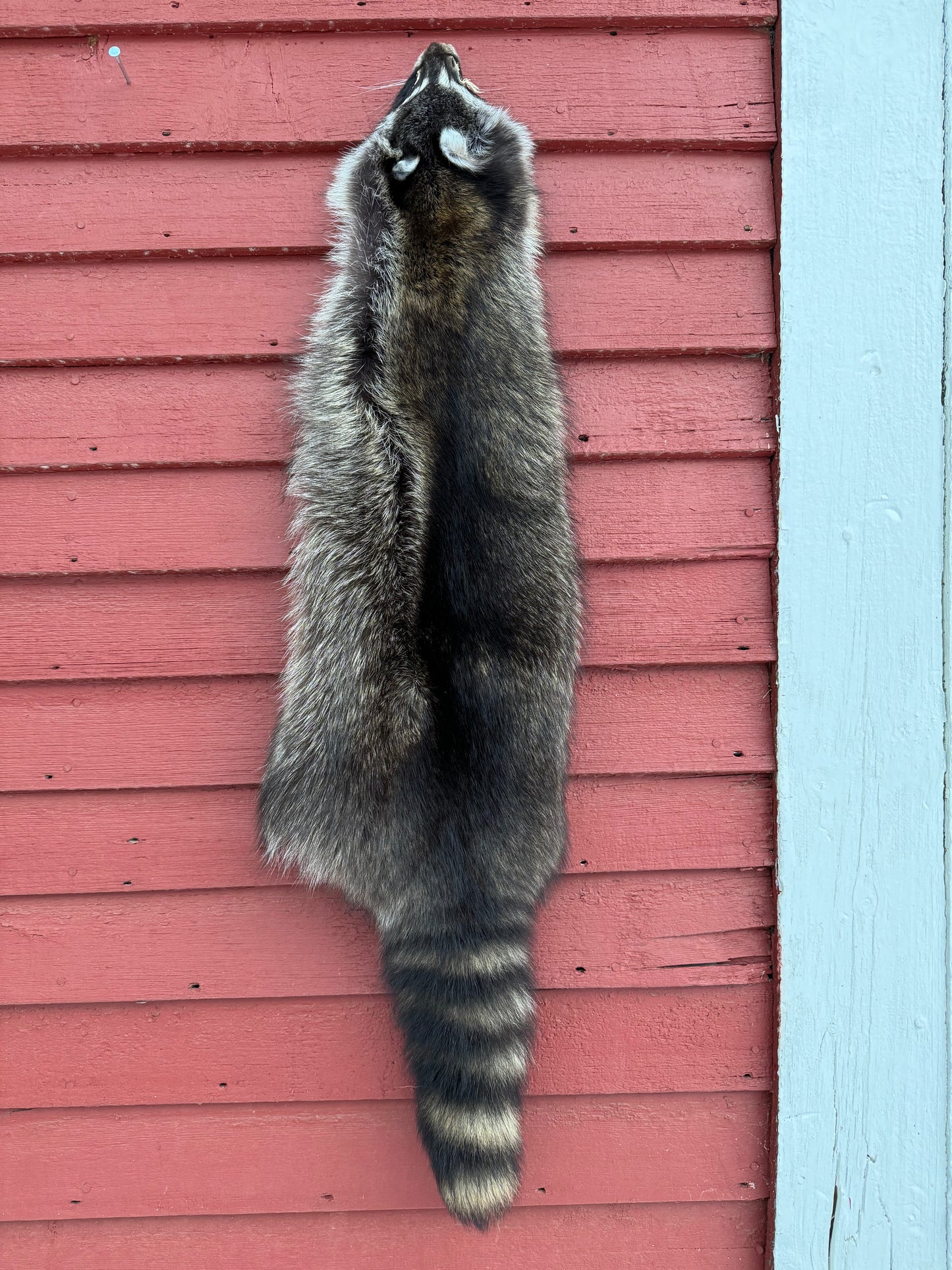 Premium Raccoon Pelt