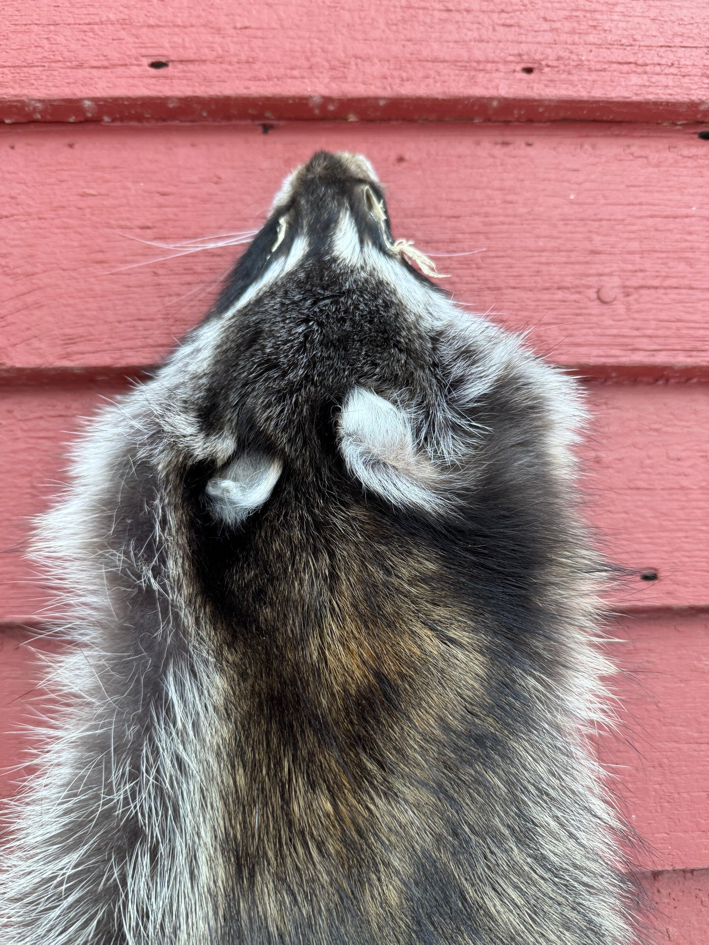 Premium Raccoon Pelt