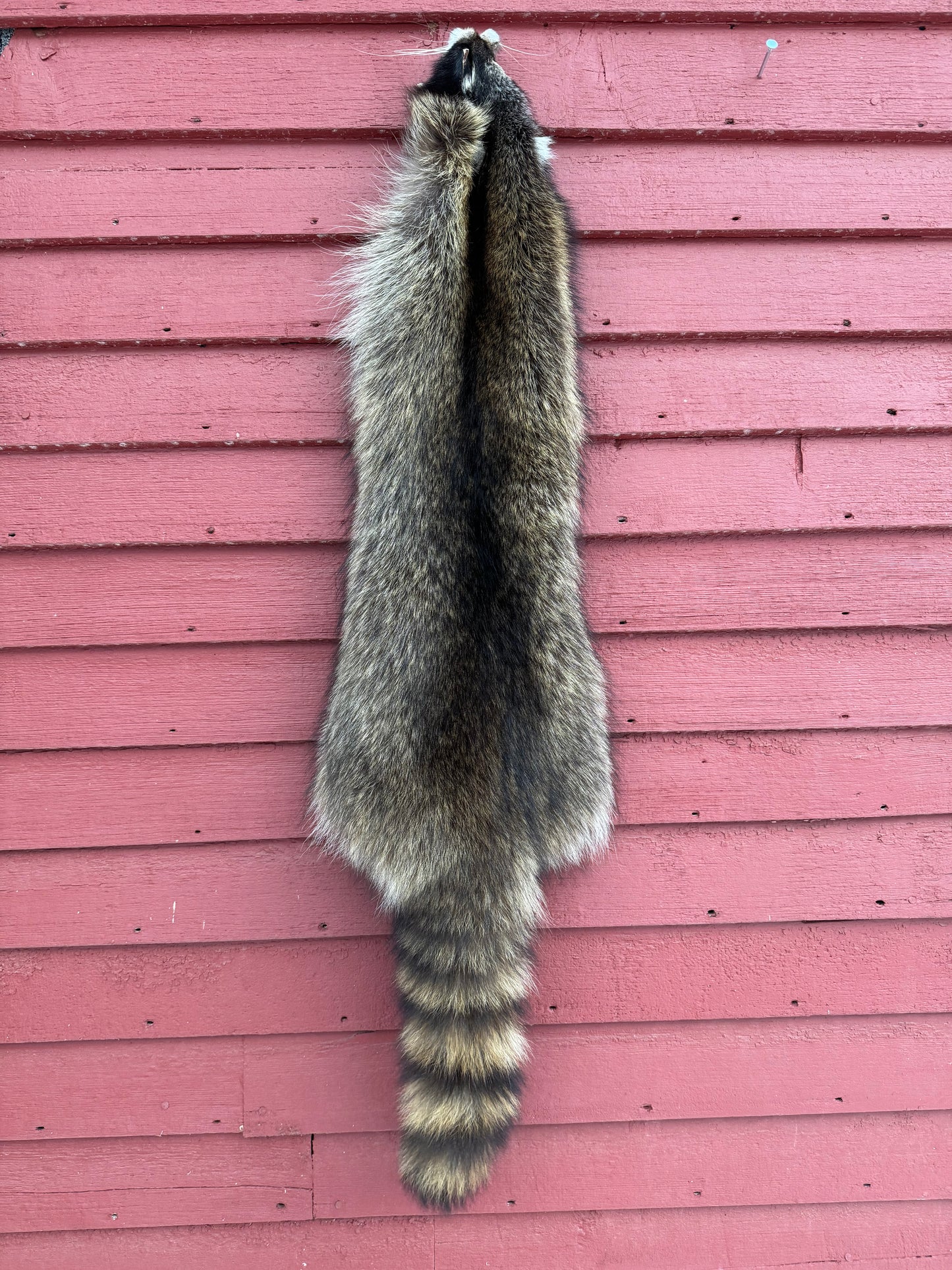 Premium Raccoon Pelt