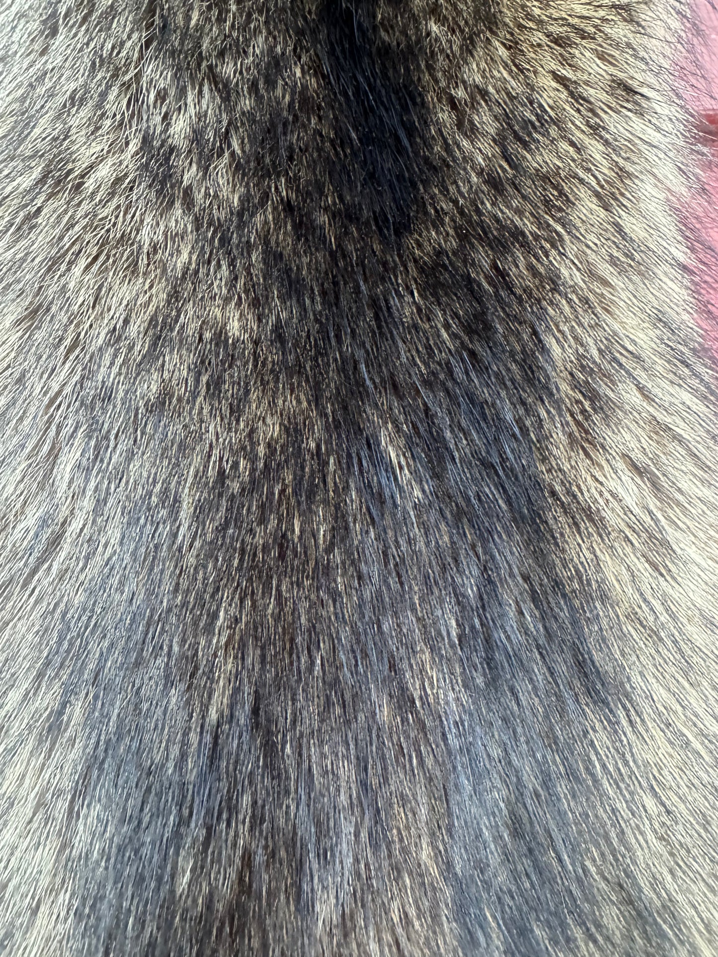 Premium Raccoon Pelt