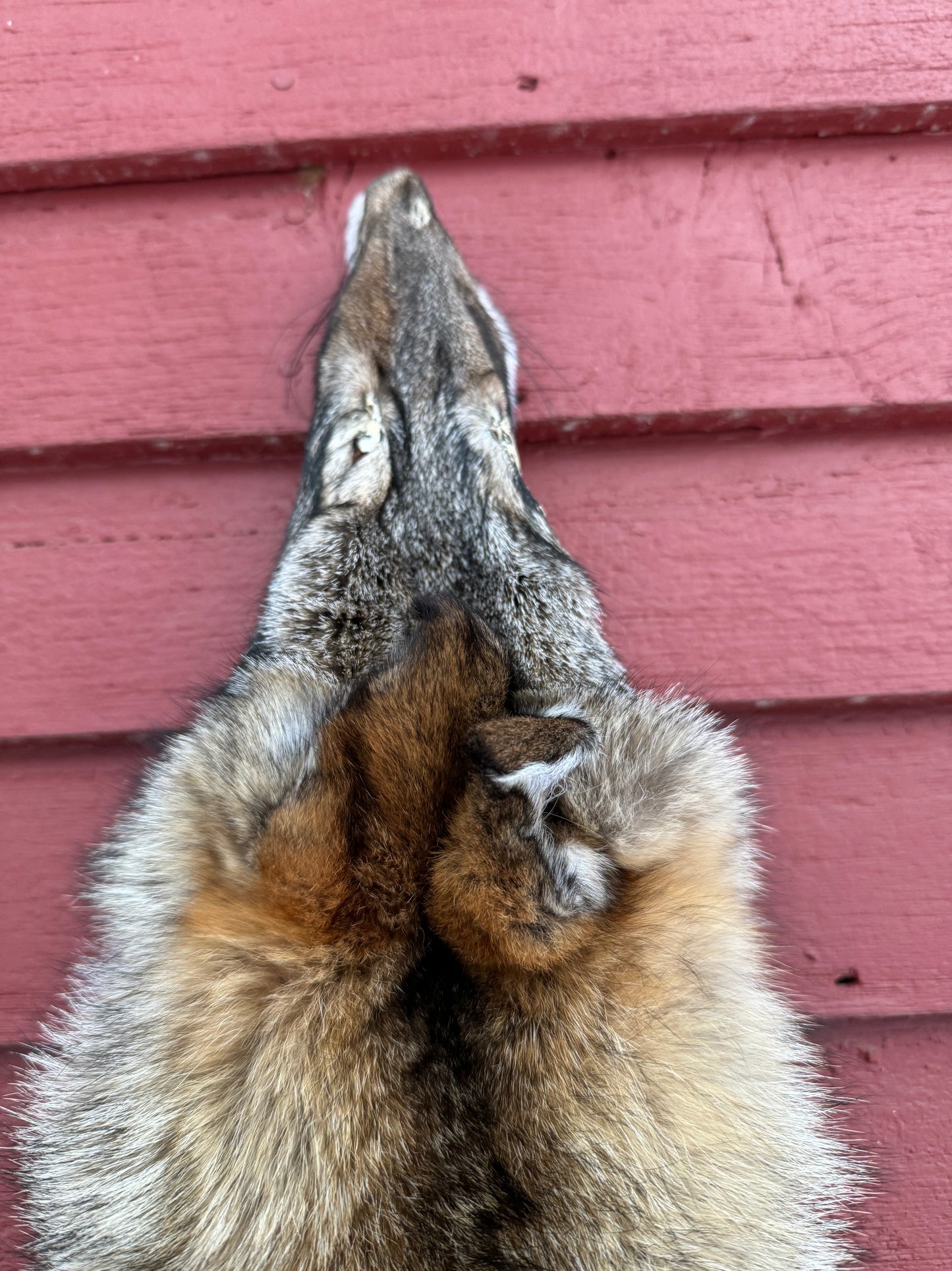 Premium Eastern Coyote Pelt