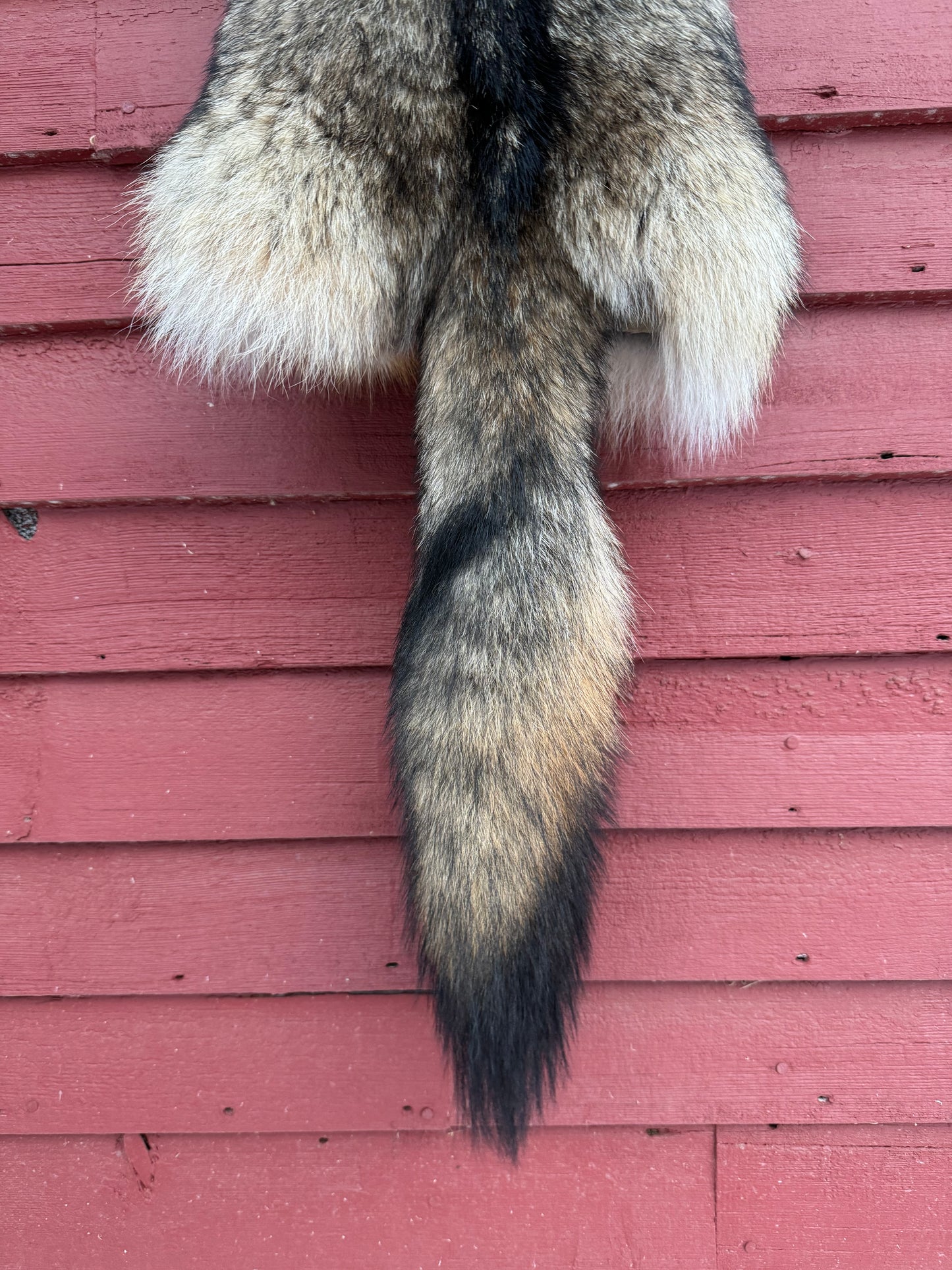 Premium Eastern Coyote Pelt