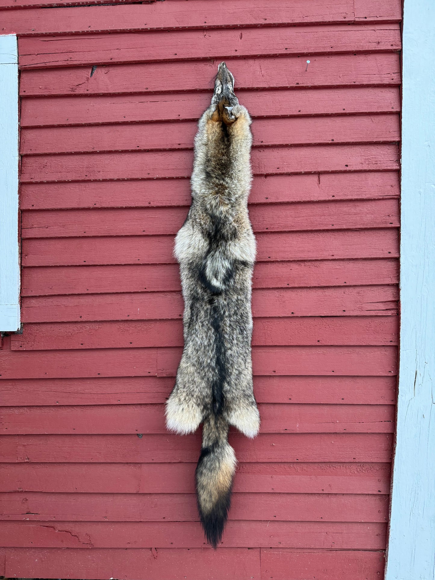Premium Eastern Coyote Pelt