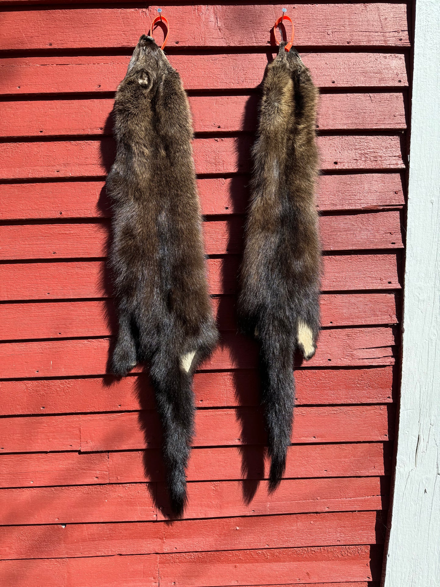 Premium Soft-Tanned Fisher Pelt