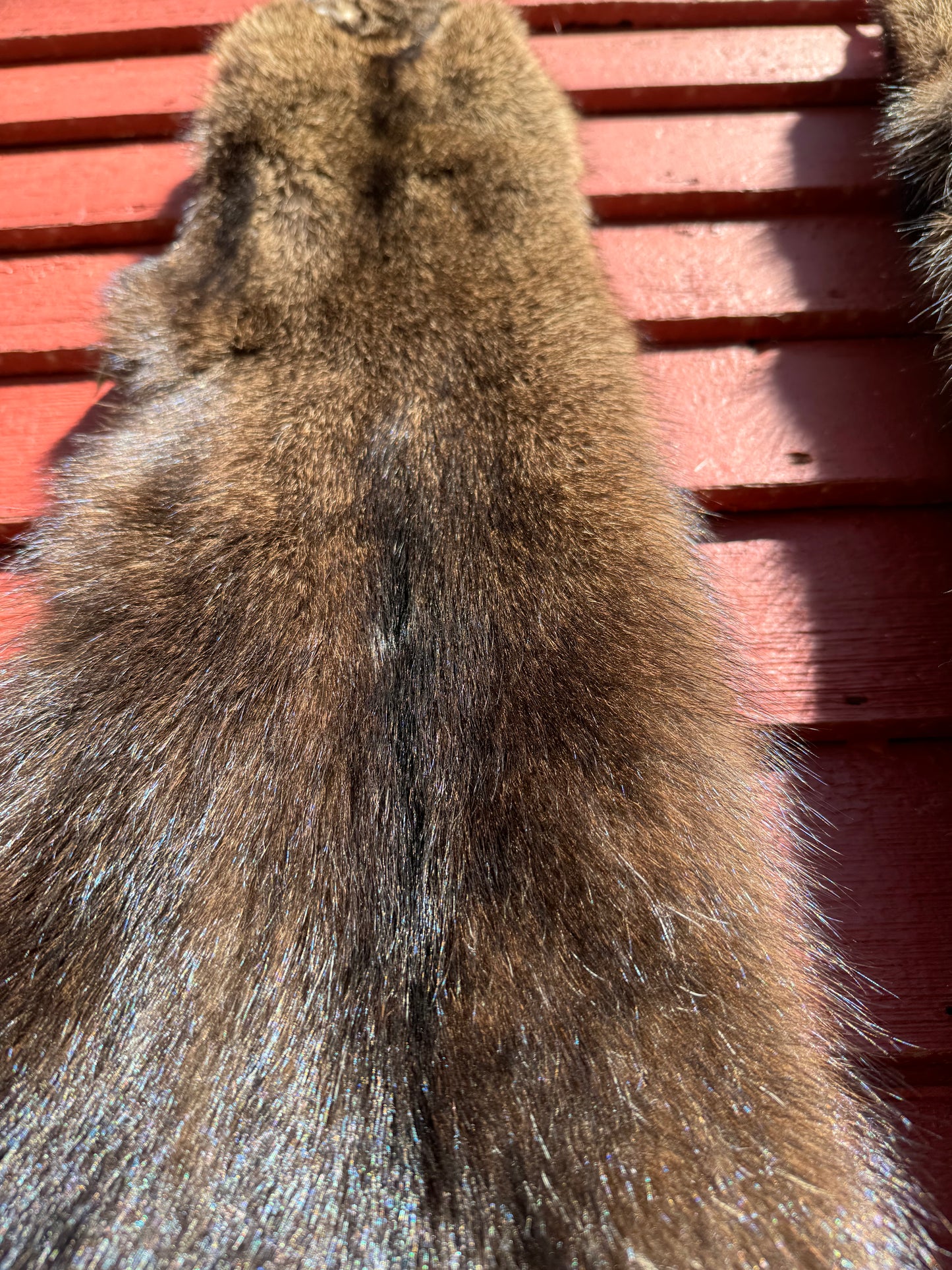 Premium Soft-Tanned Fisher Pelt