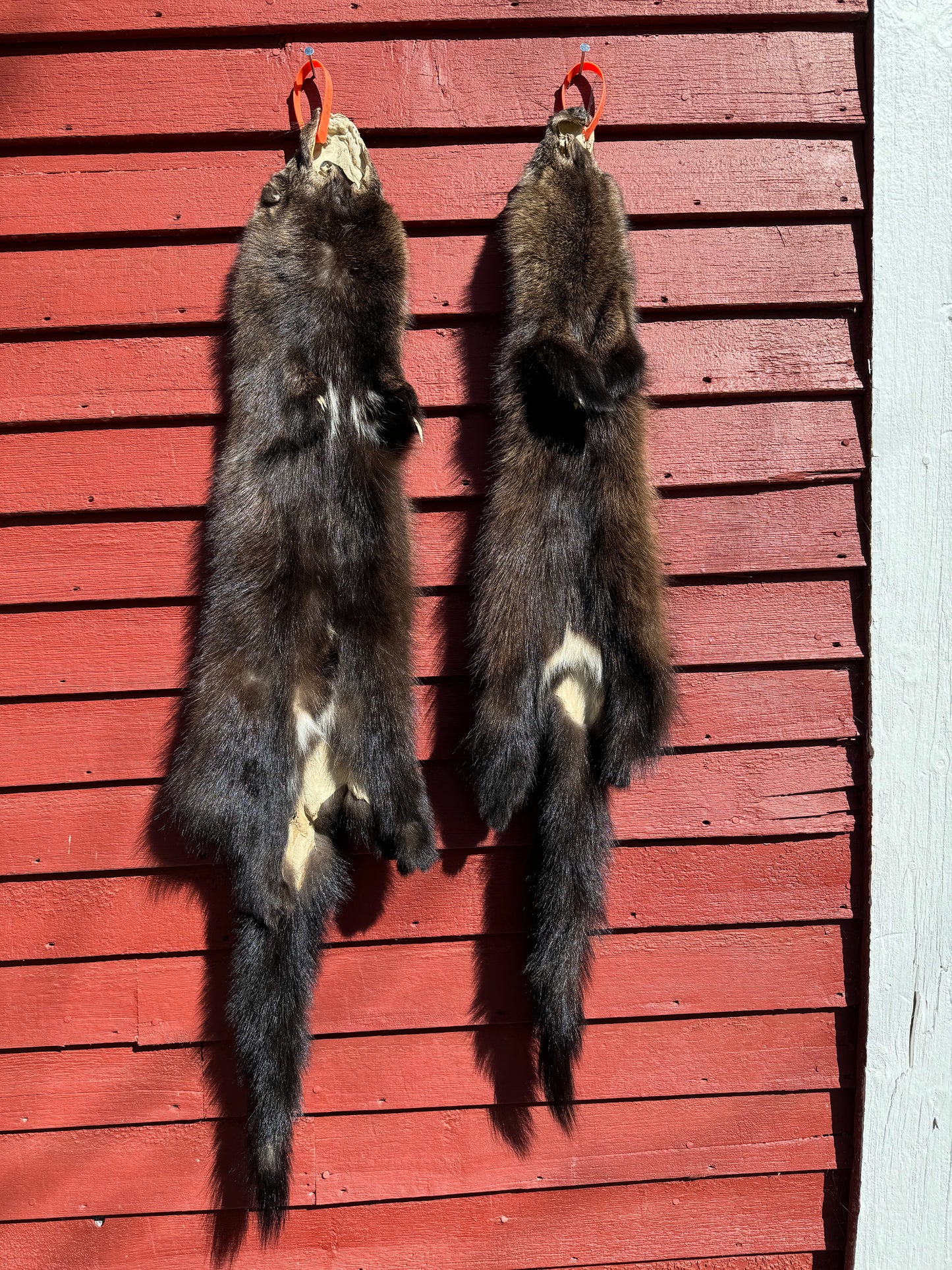 Premium Soft-Tanned Fisher Pelt