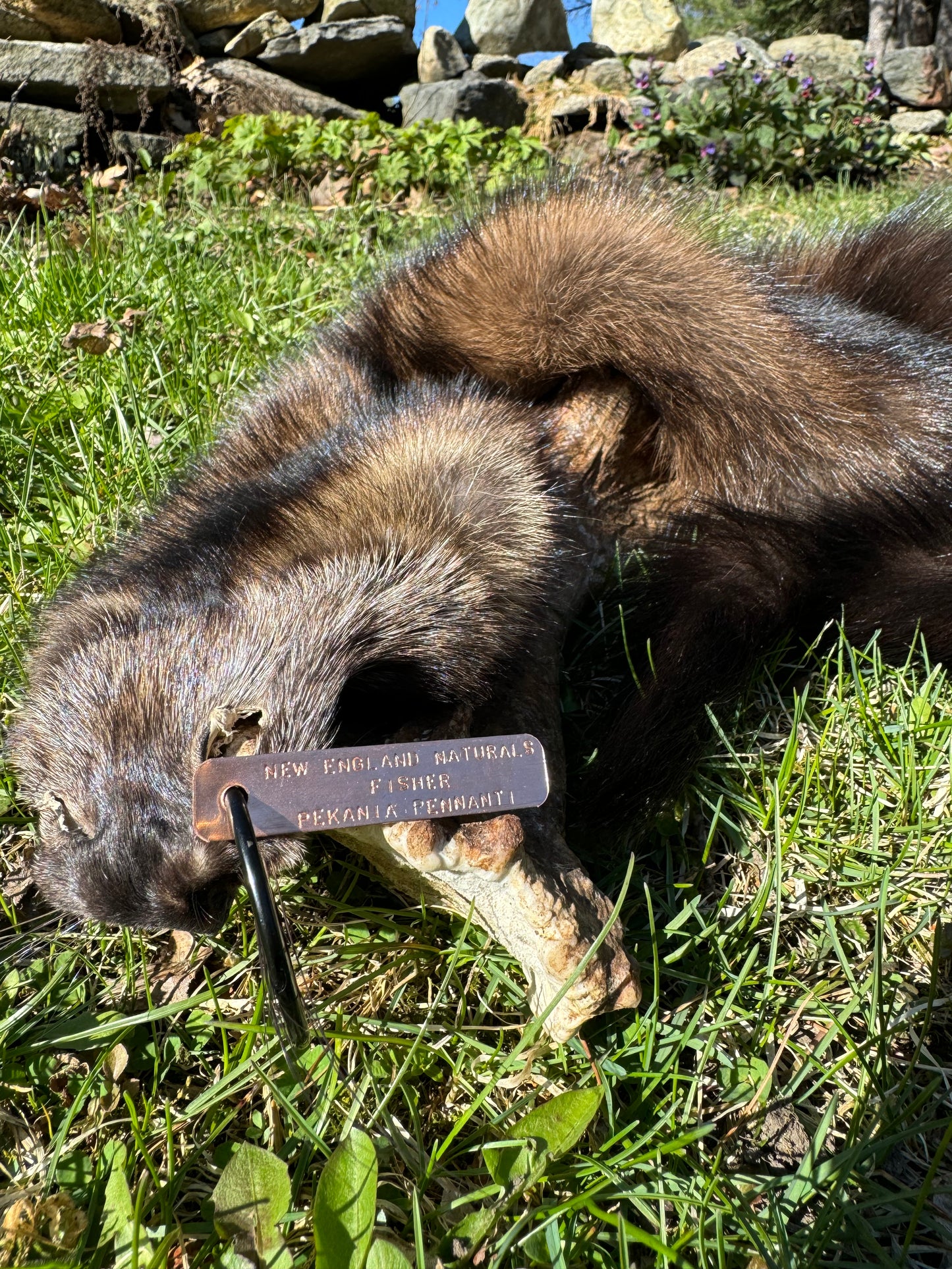 Premium Soft-Tanned Fisher Pelt