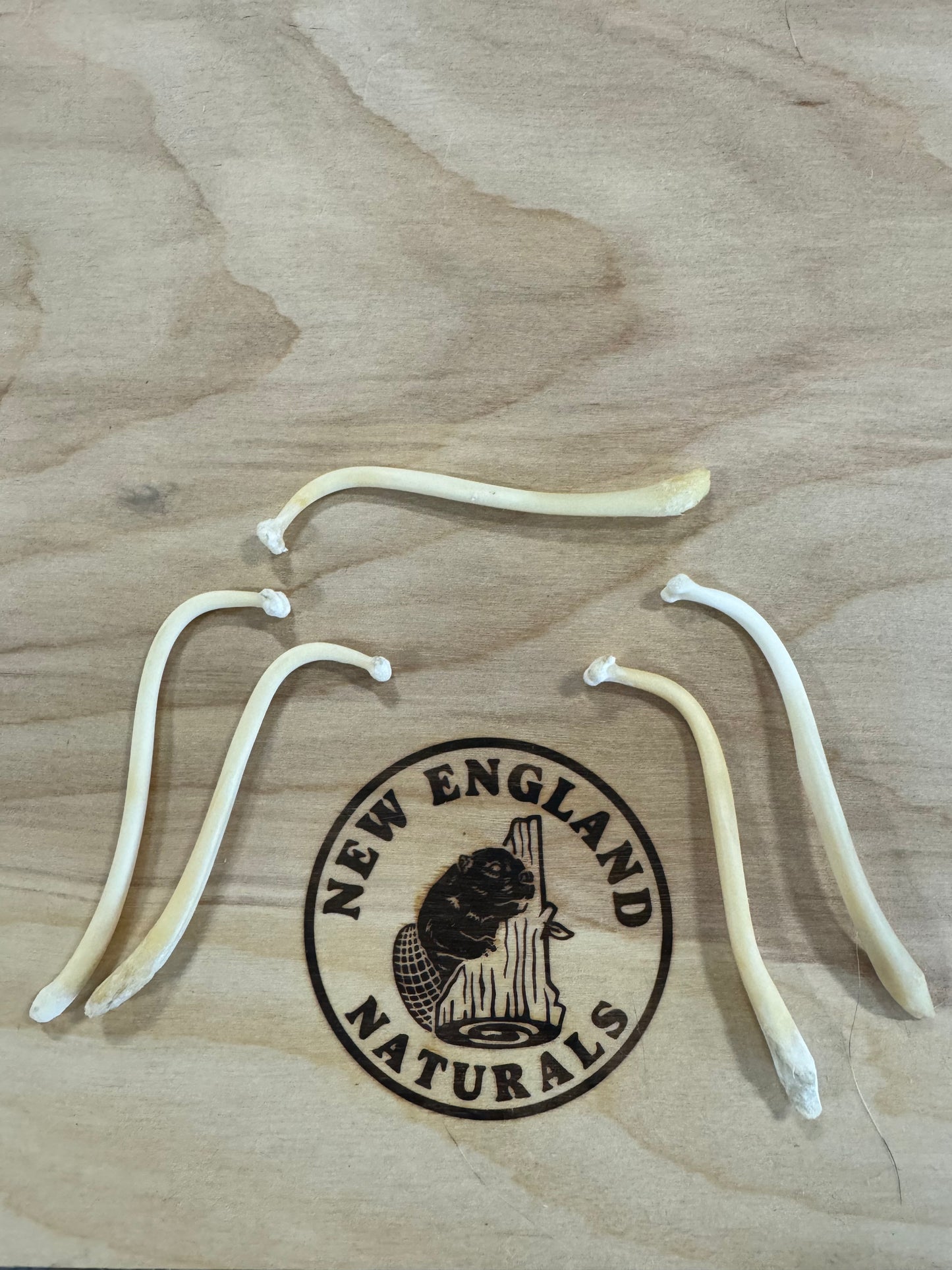 Baculum - Professionally Cleaned