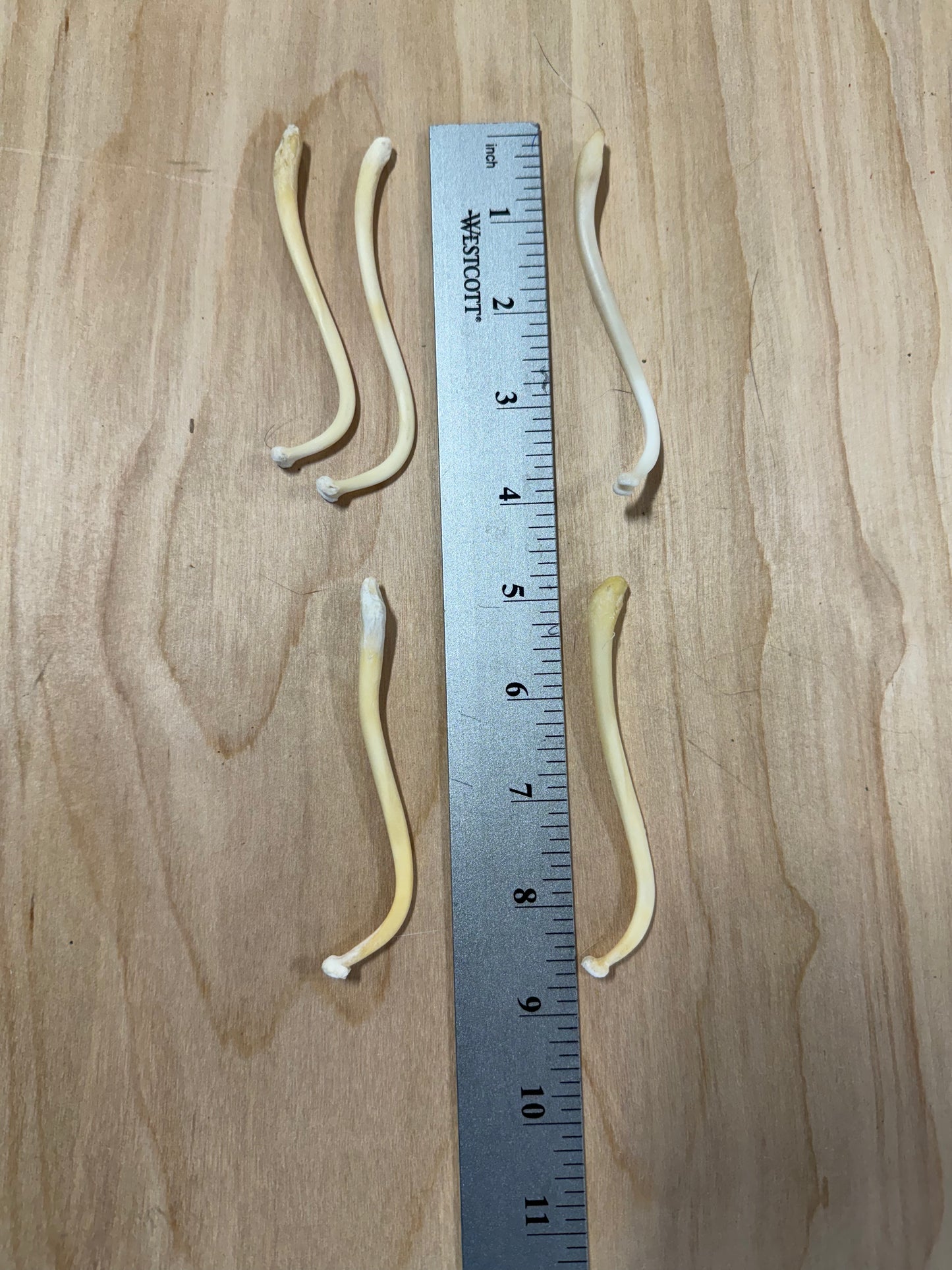 Baculum - Professionally Cleaned